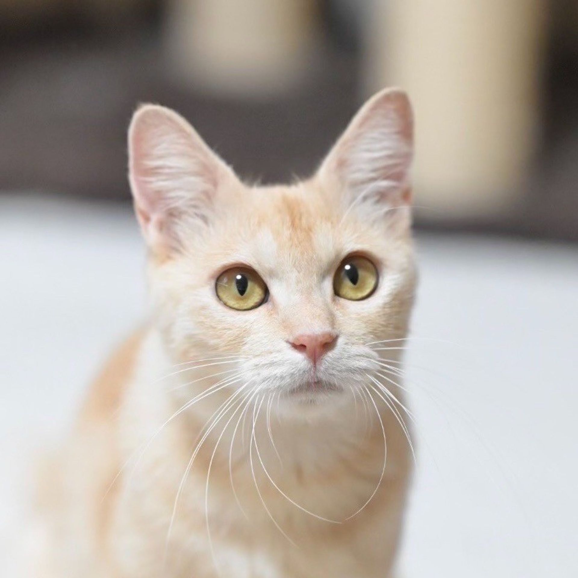 雑種（ミックス猫）・メスの里親募集の写真