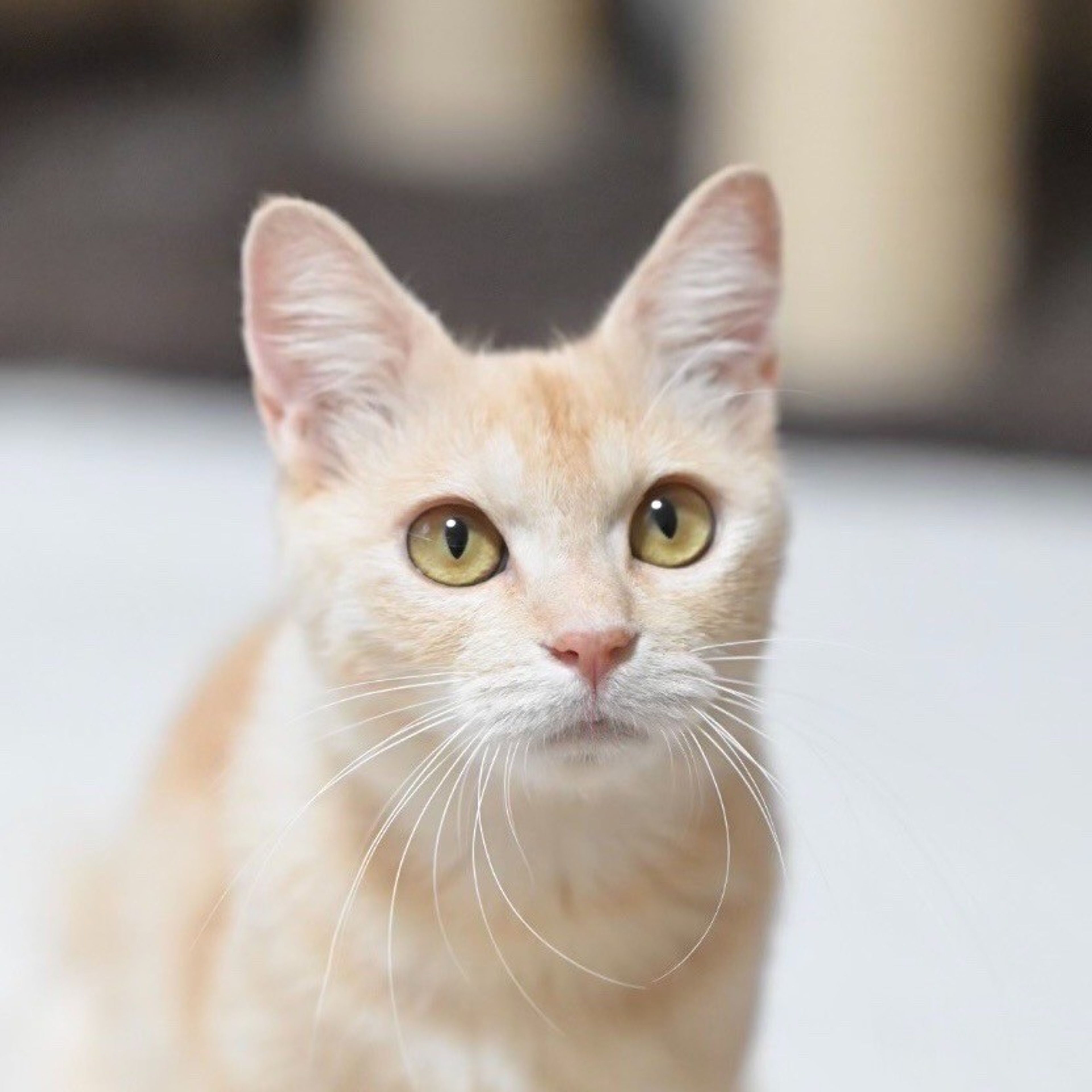 雑種（ミックス猫）・メスの里親募集の写真