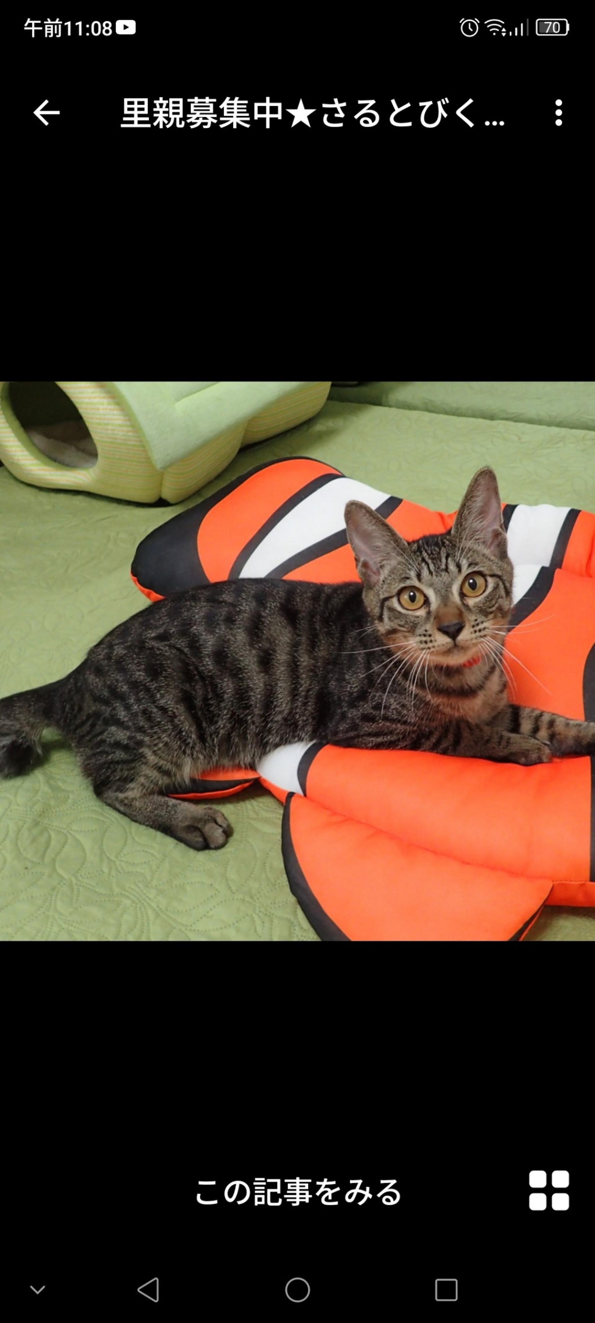 pet-image-3
