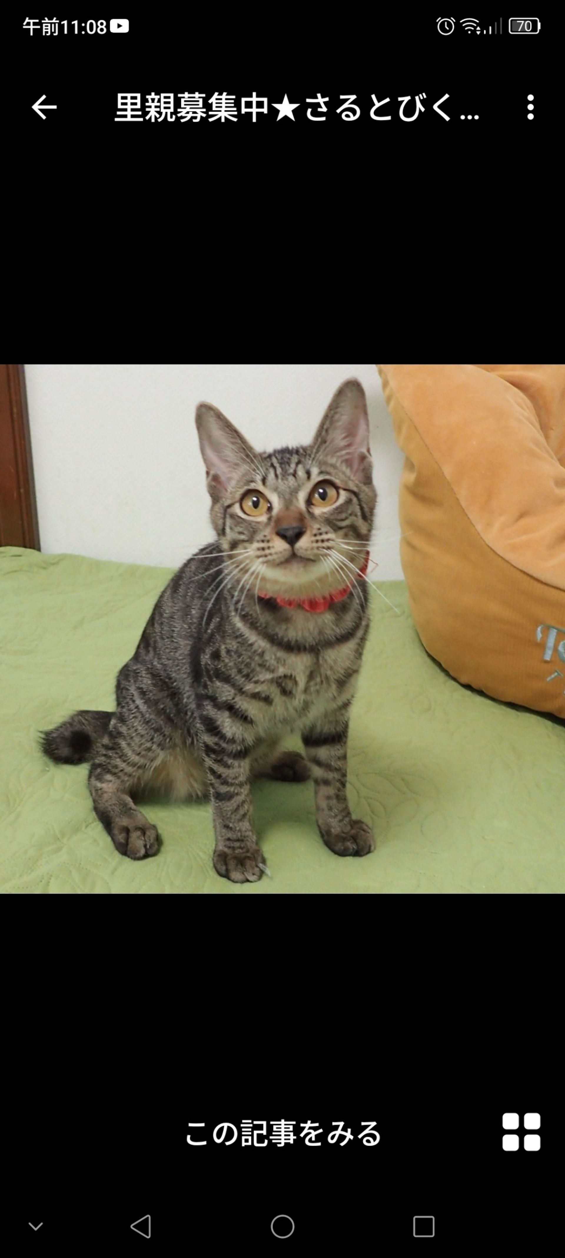 雑種（ミックス猫）・オスの里親募集の写真