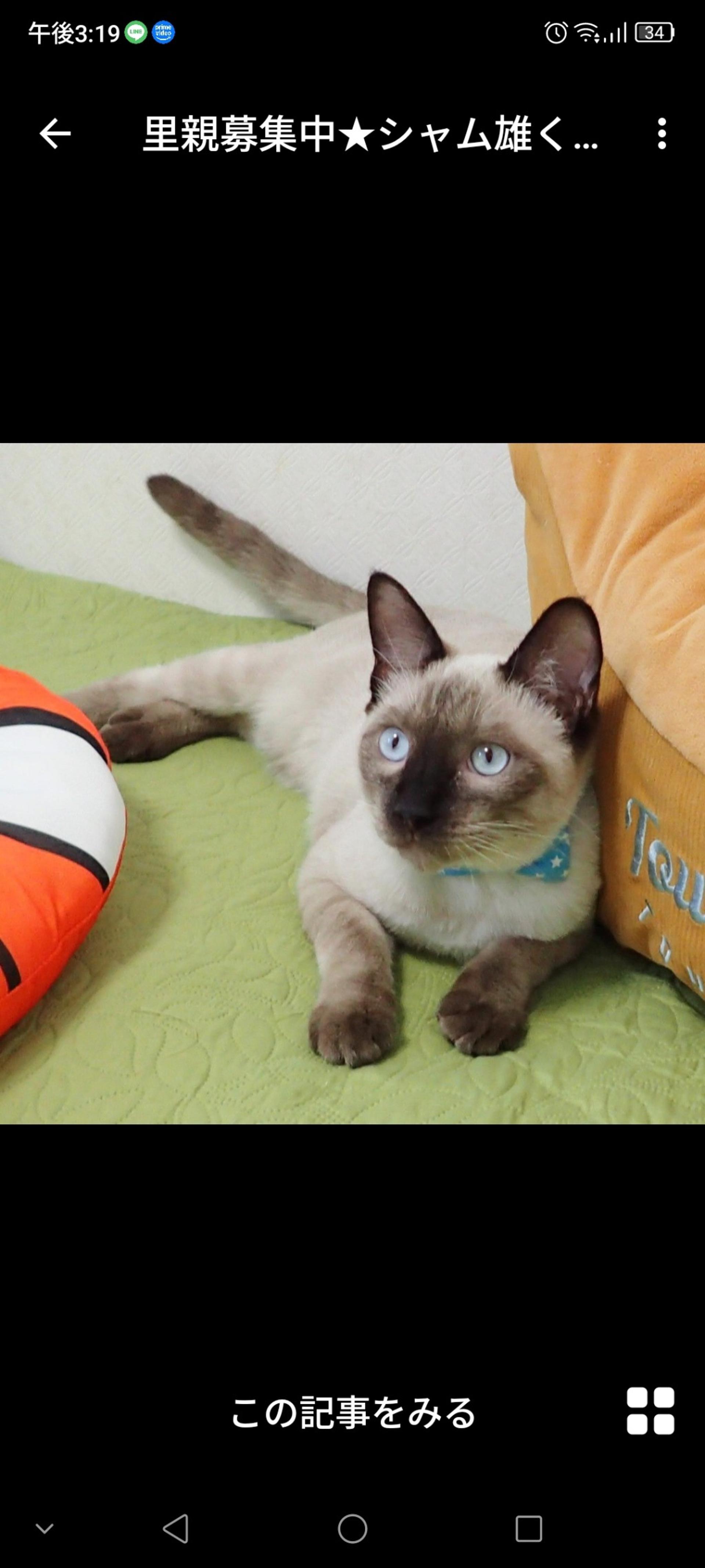 pet-image-3
