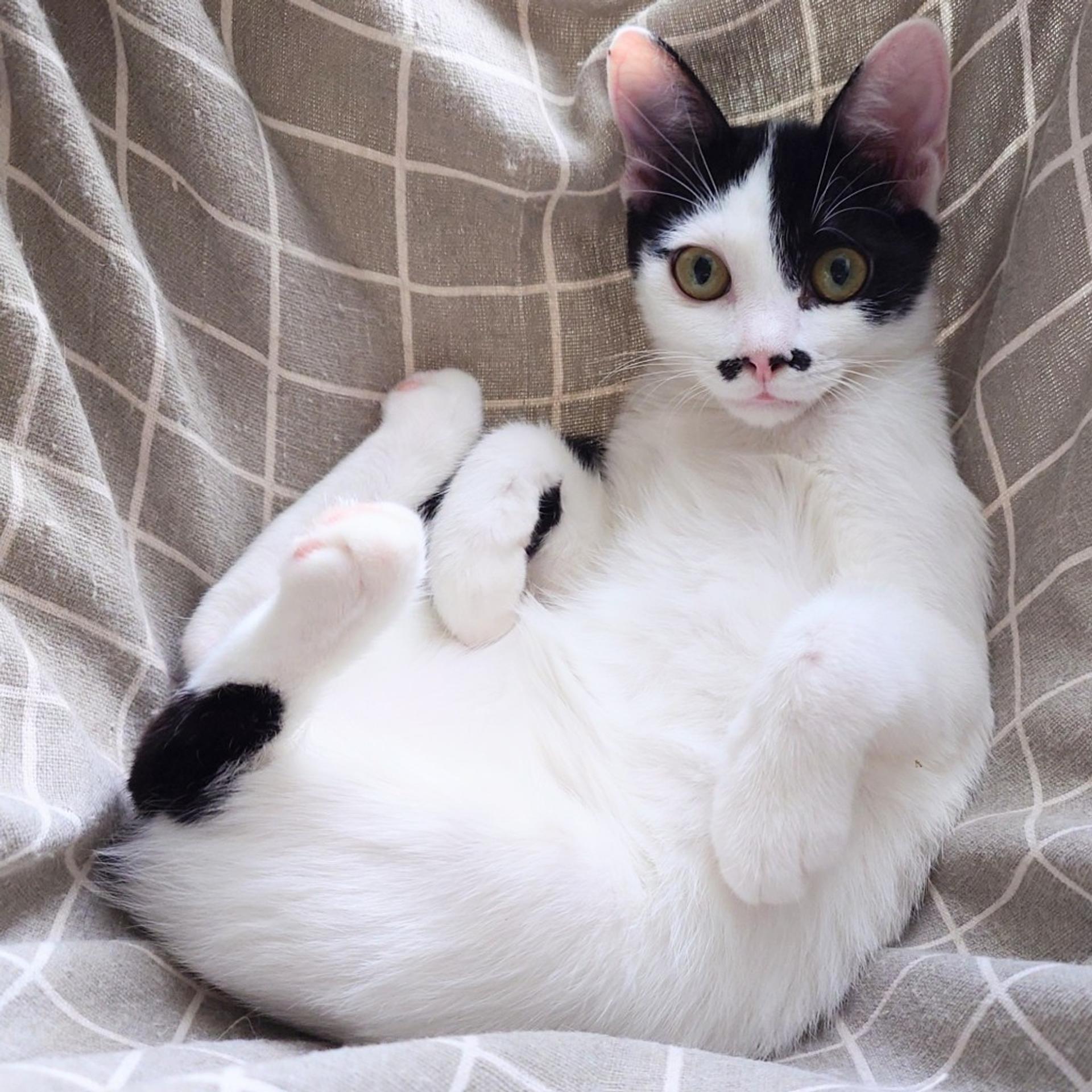 pet-image-2