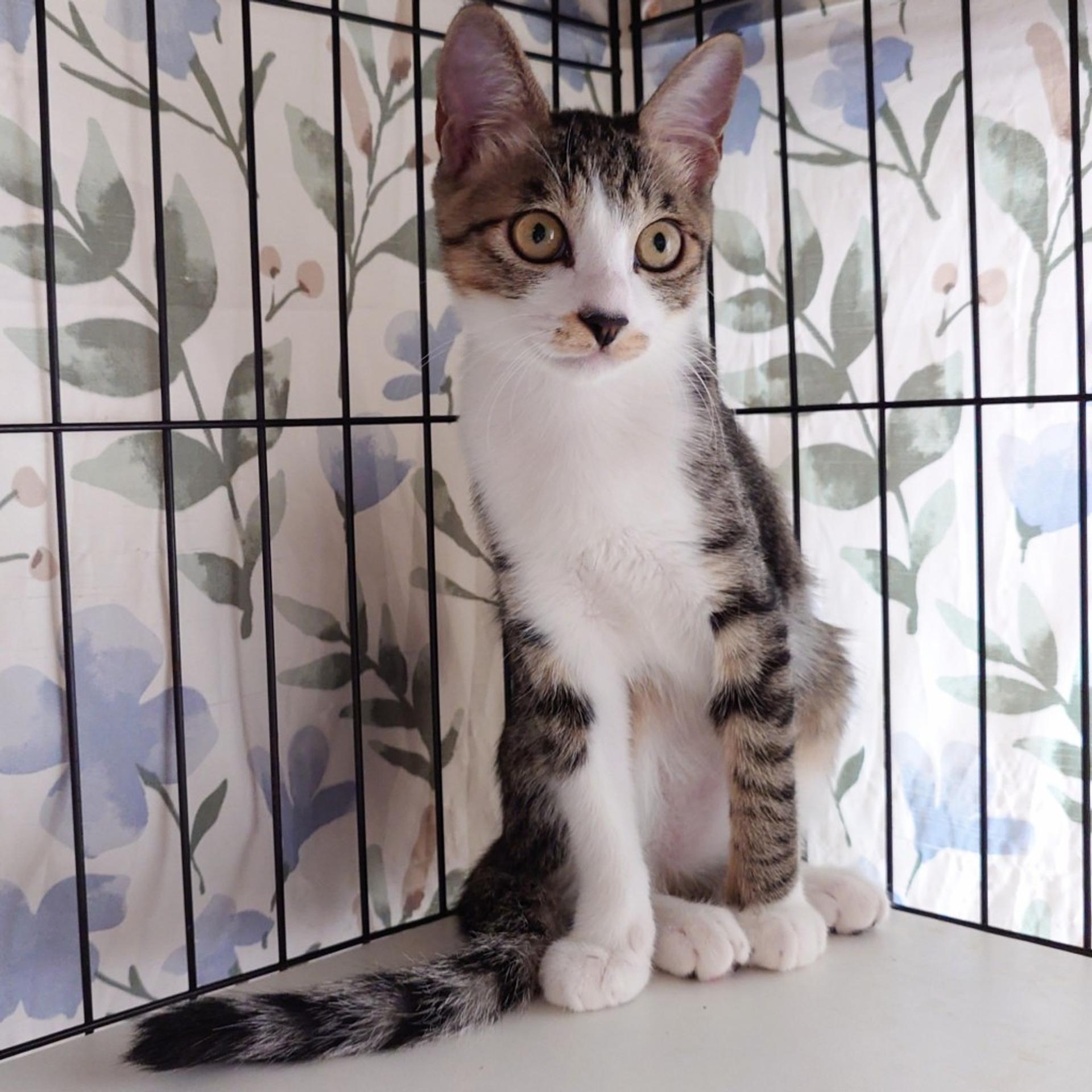 pet-image-3