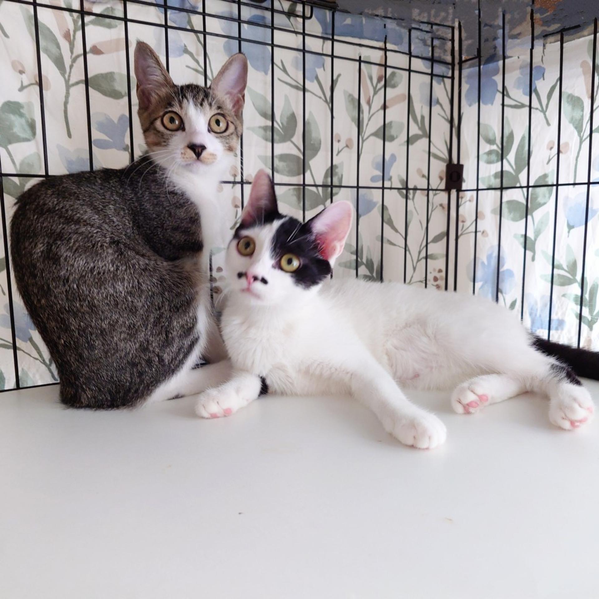 pet-image-5
