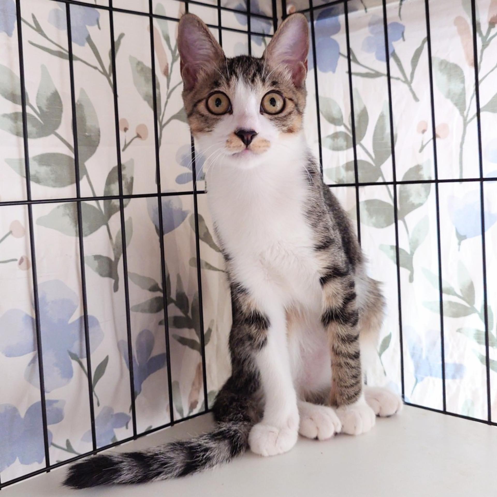 pet-image-6
