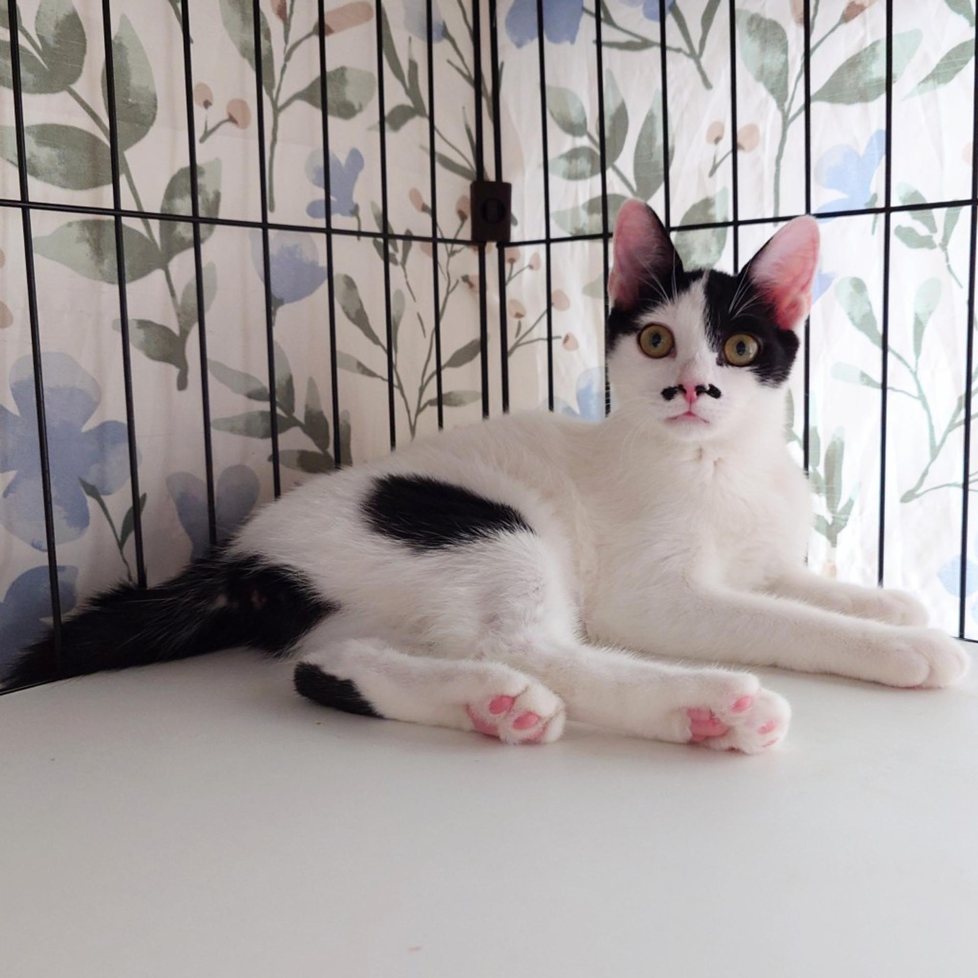 pet-image-4