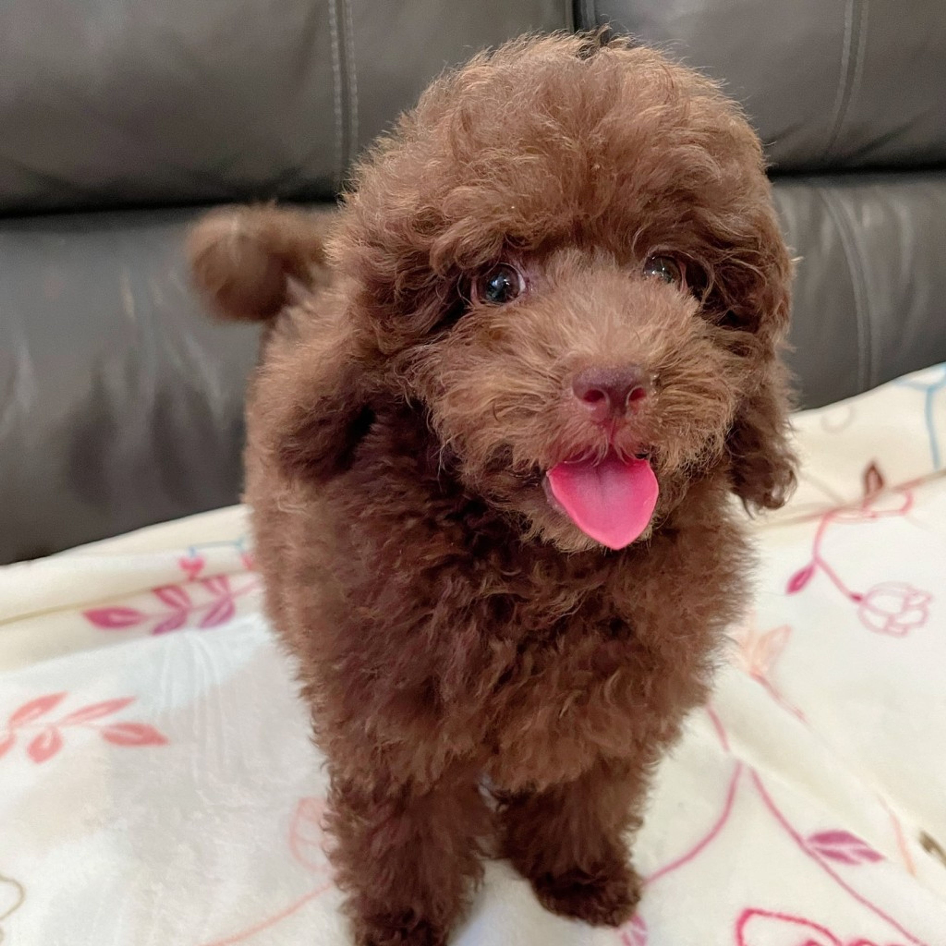 pet-image-2