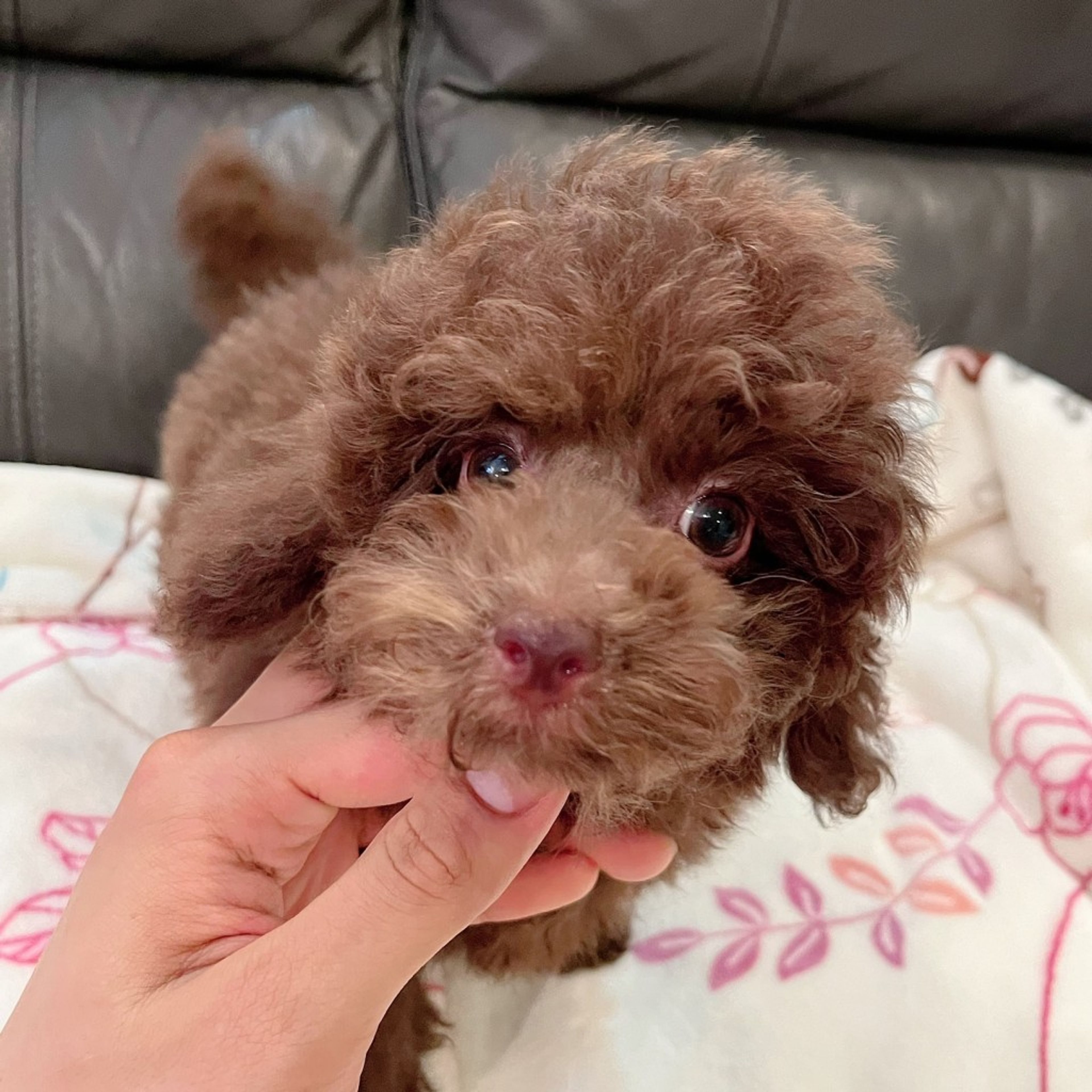 pet-image-4