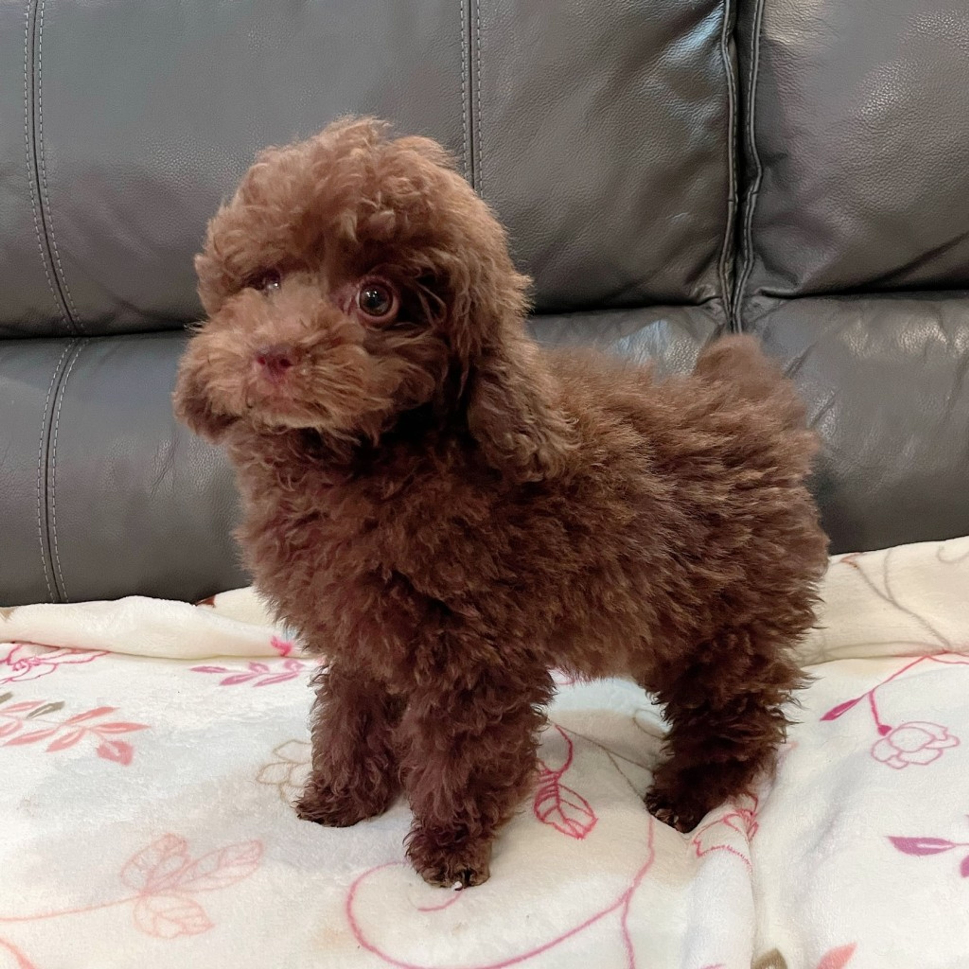 pet-image-3