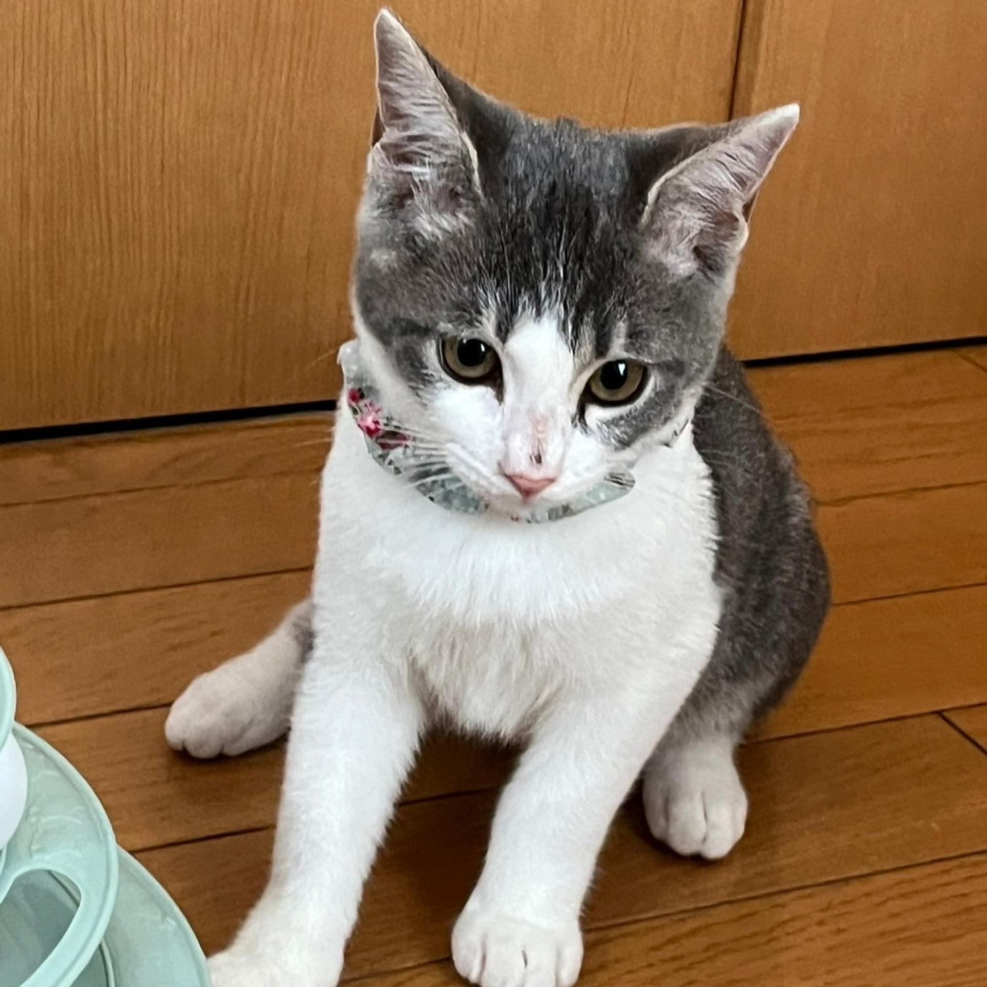 pet-image-7