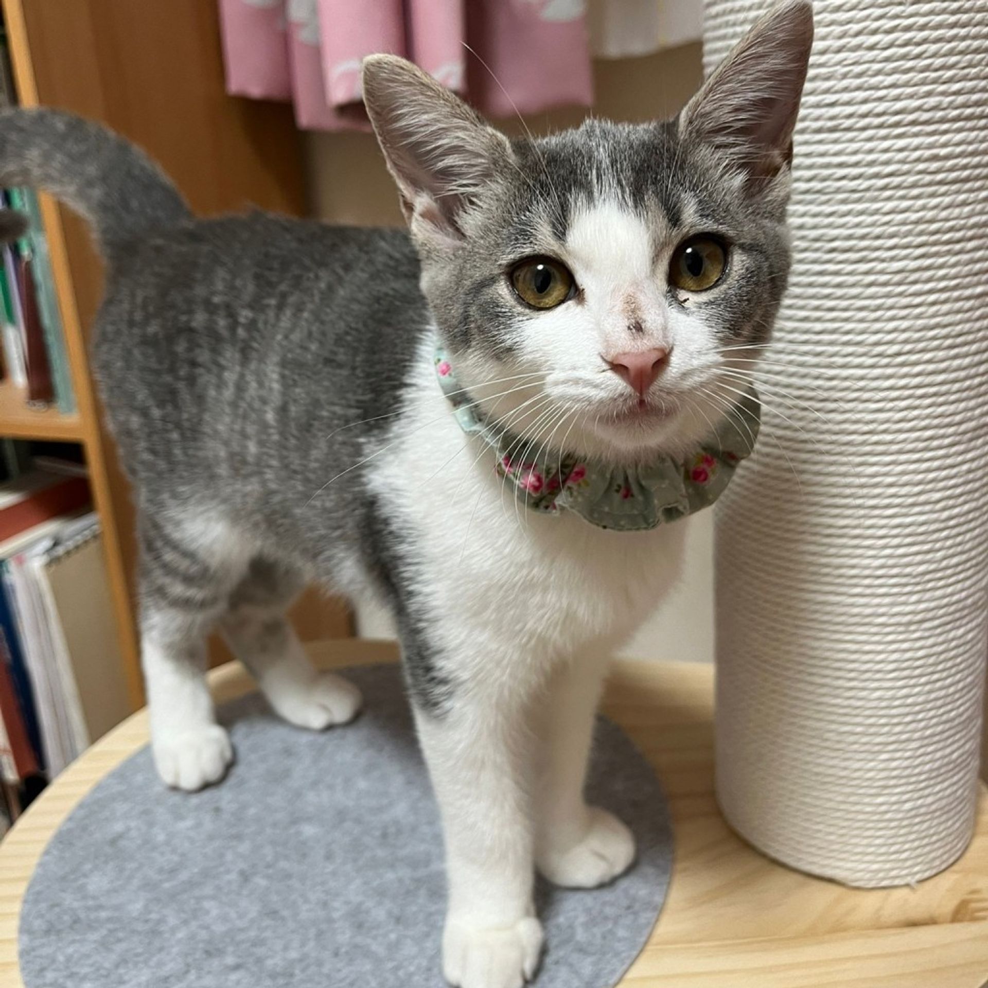 雑種（ミックス猫）・メスの里親募集の写真
