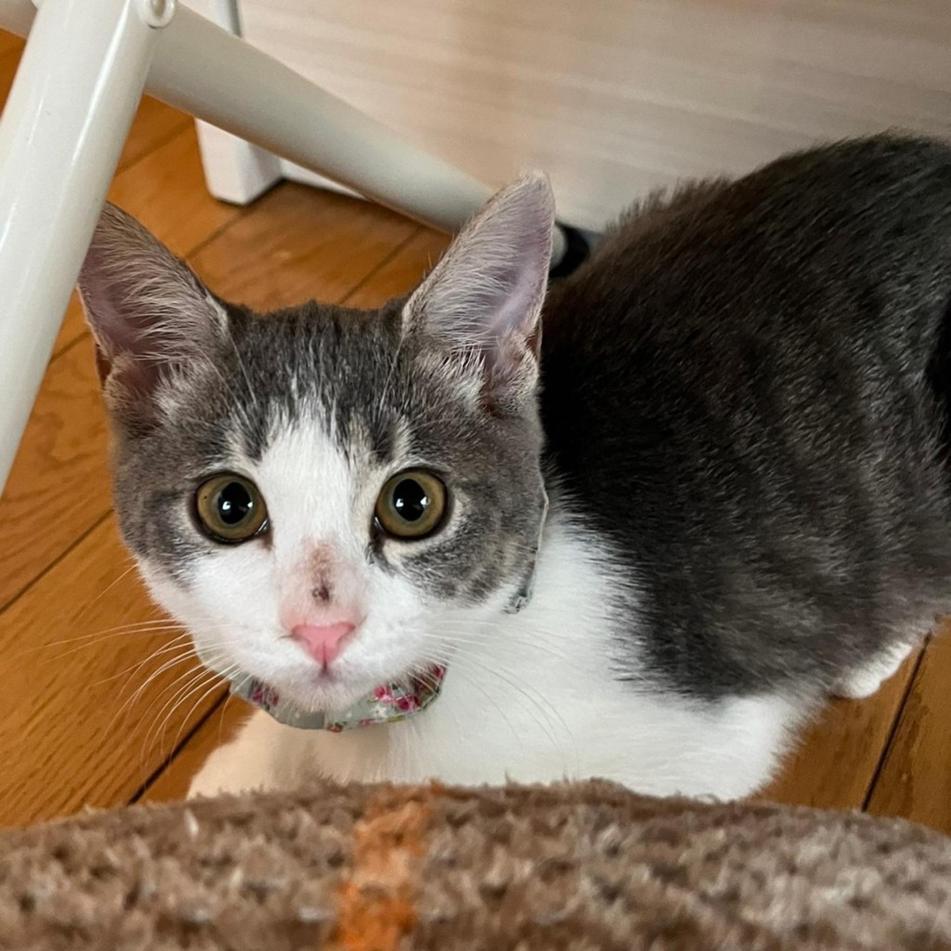 pet-image-2