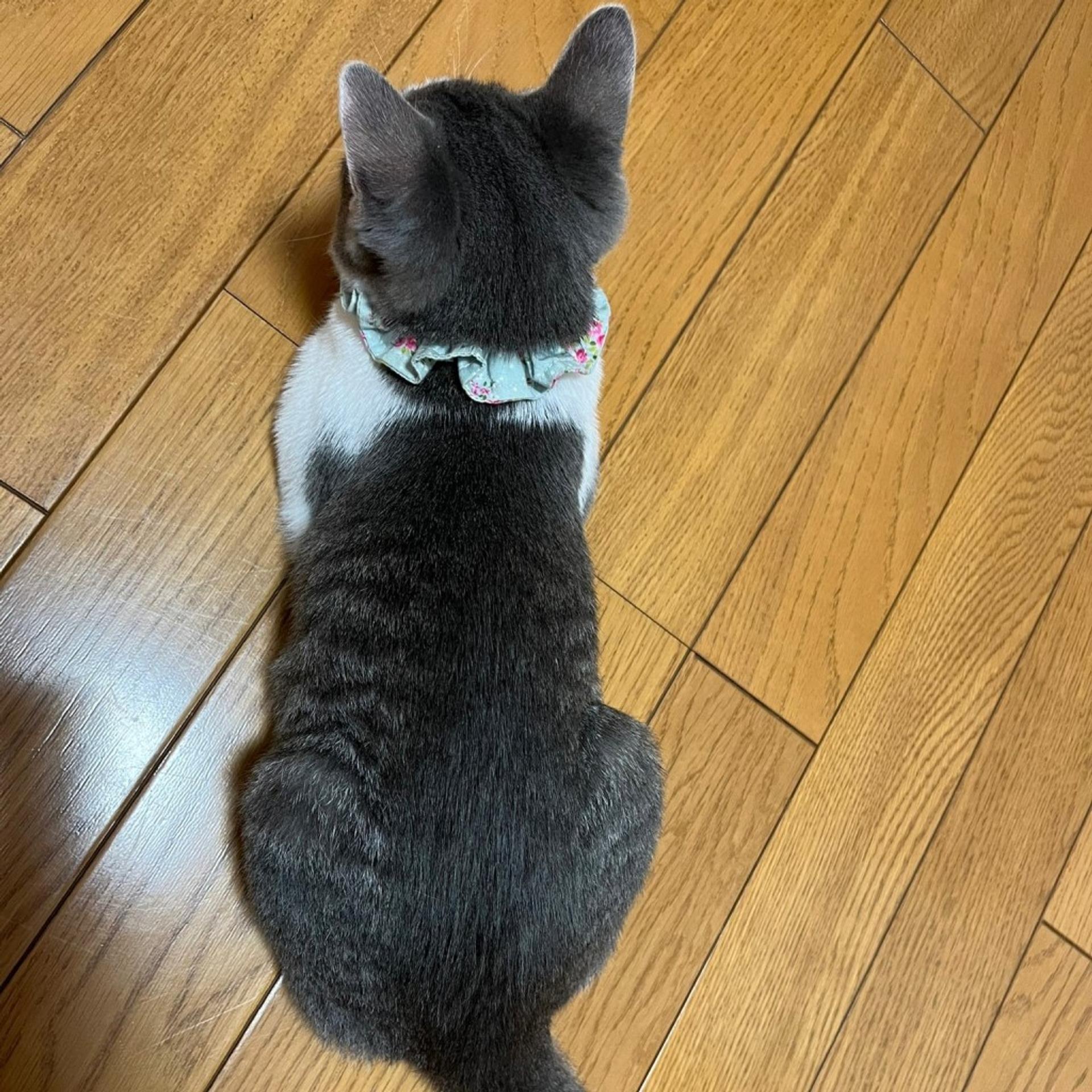 pet-image-9