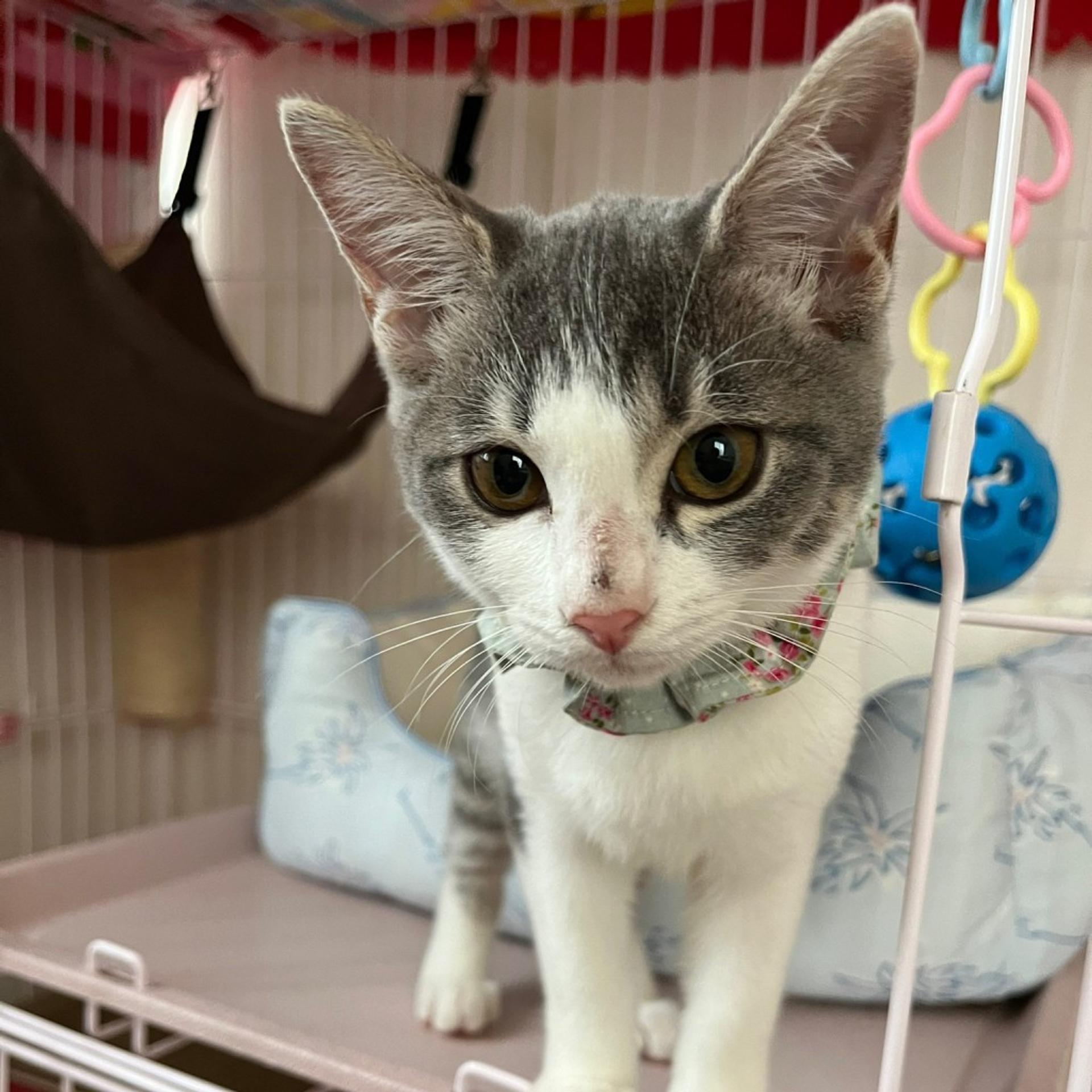 pet-image-5