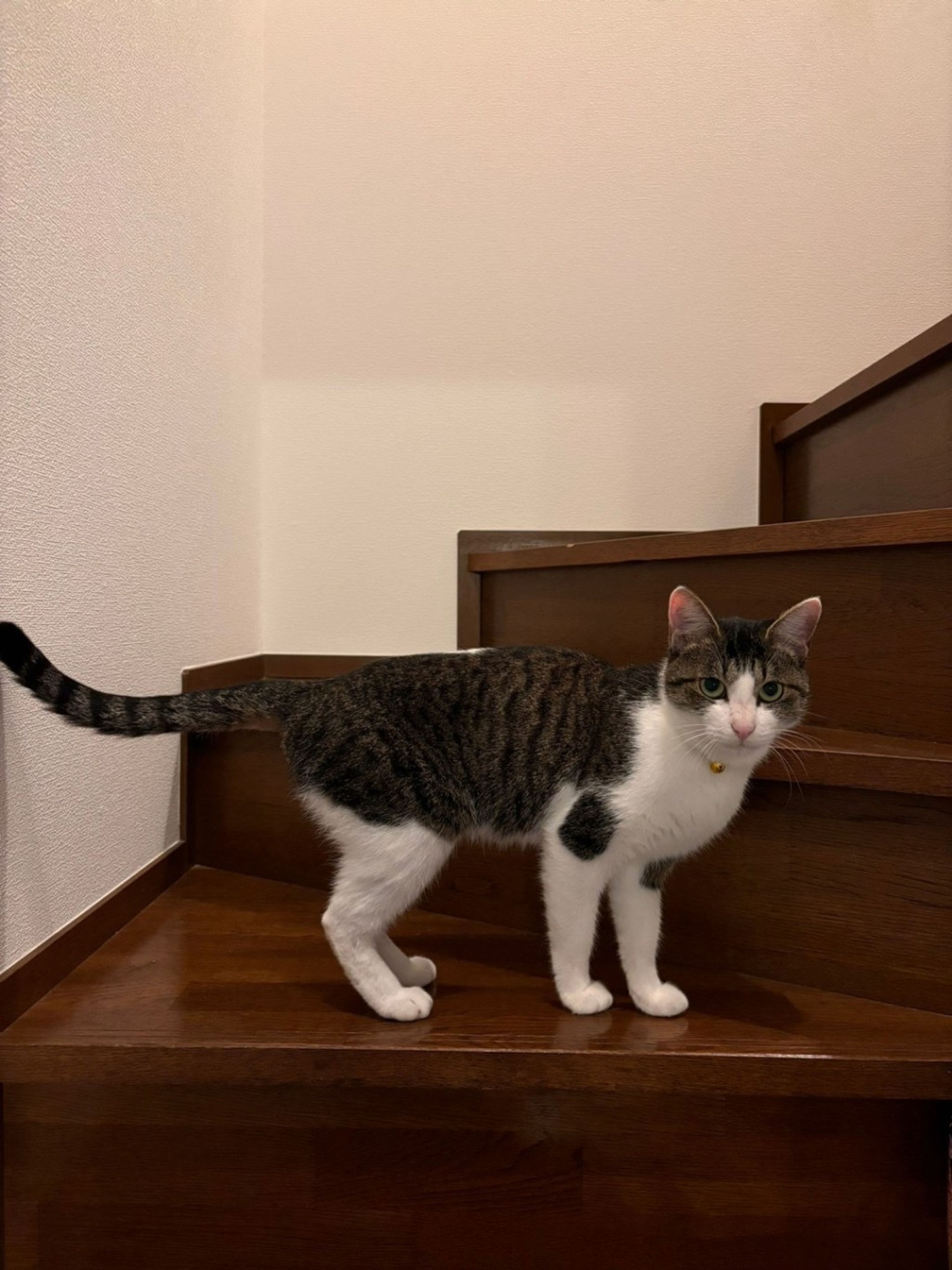 image-9