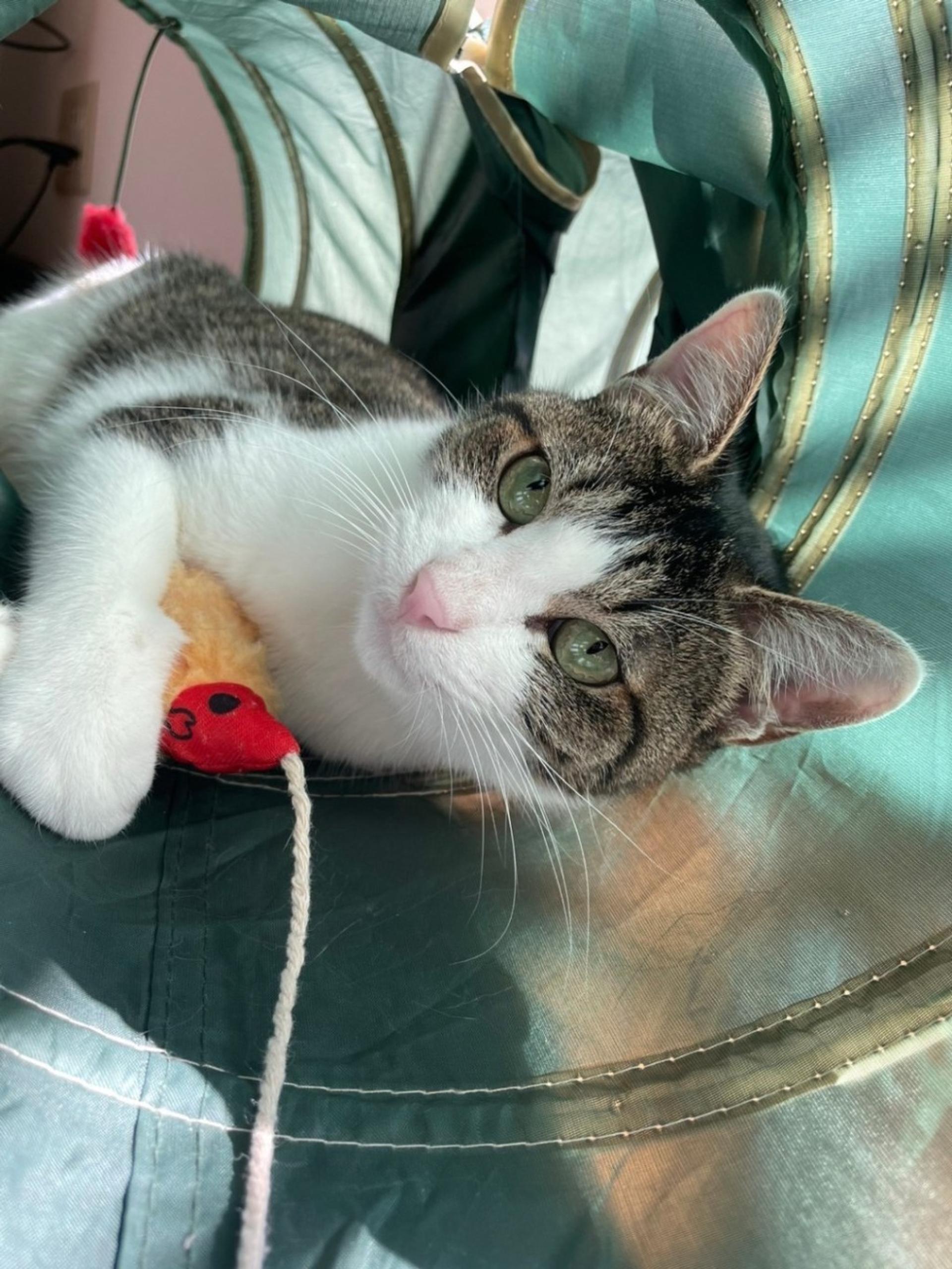 pet-image-2