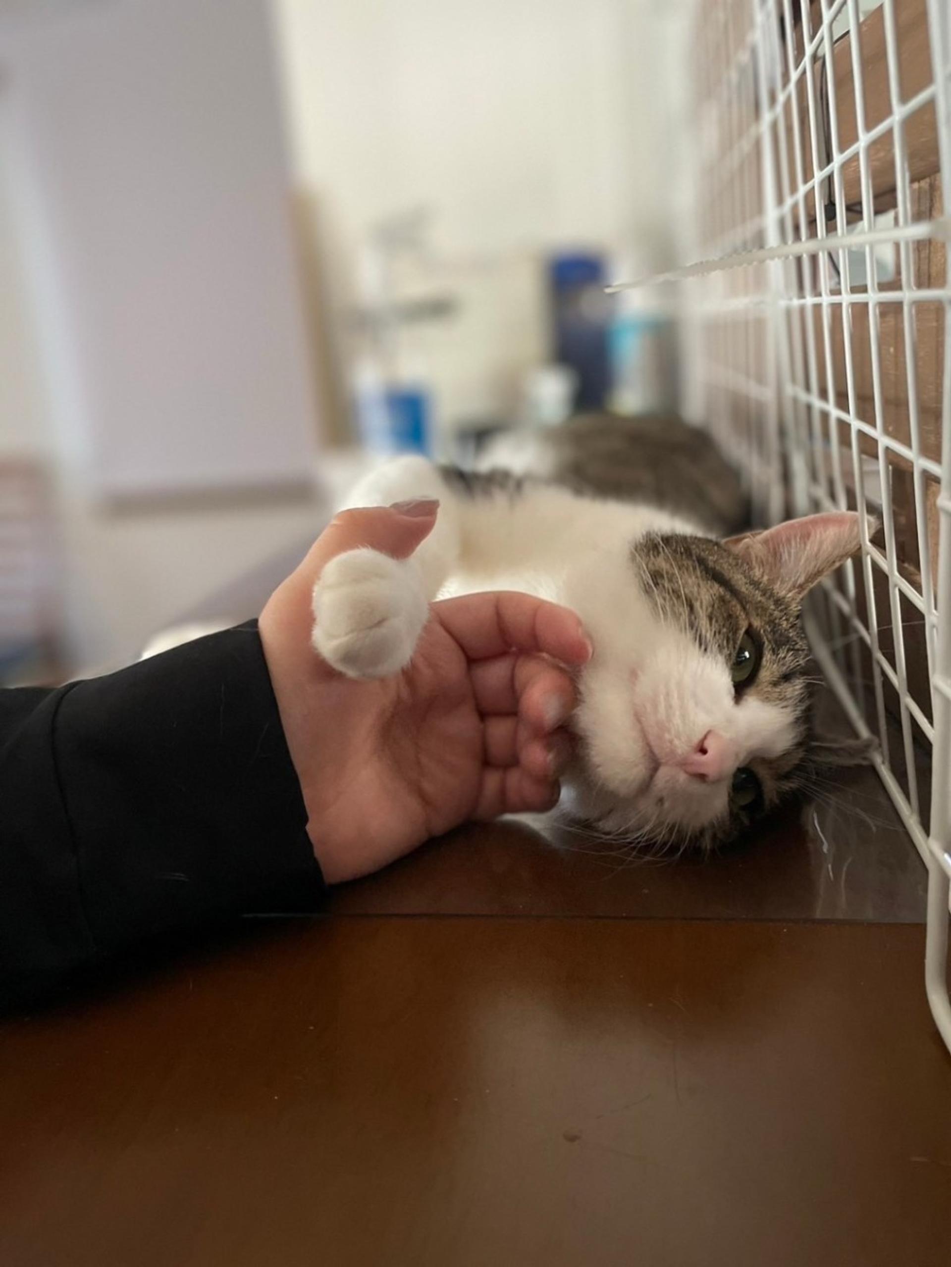 pet-image-9