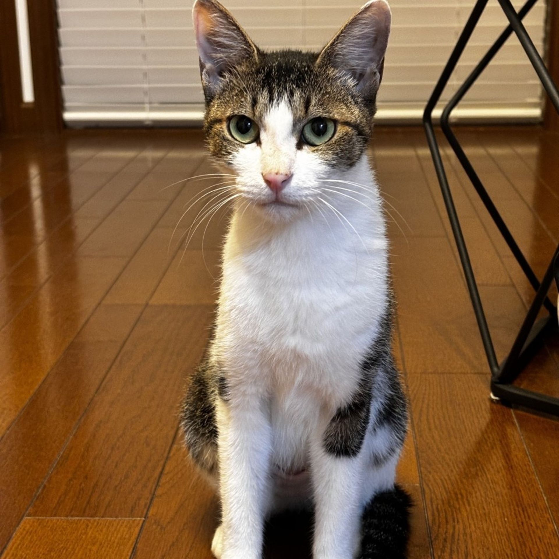 雑種（ミックス猫）・メスの里親募集の写真