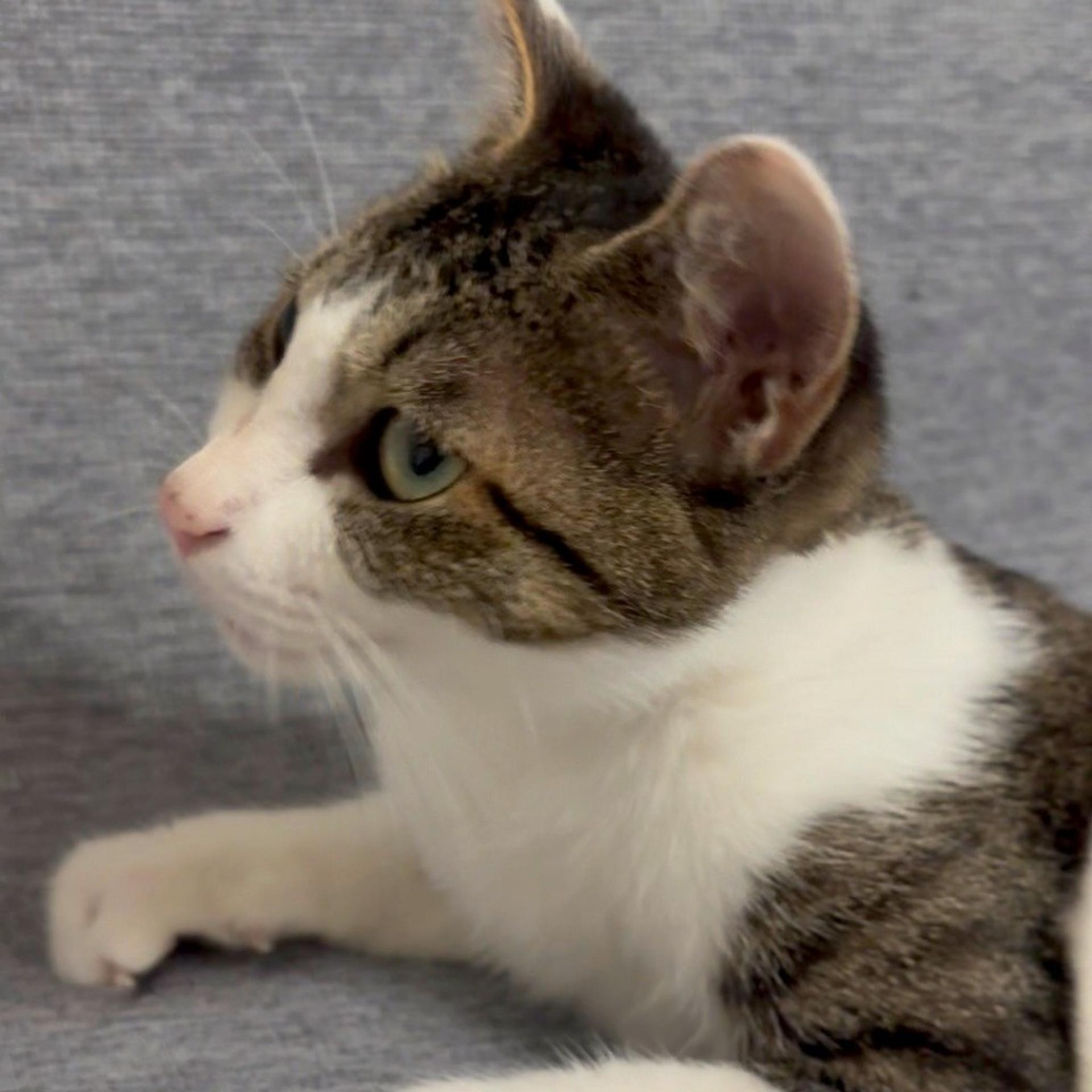 pet-image-7