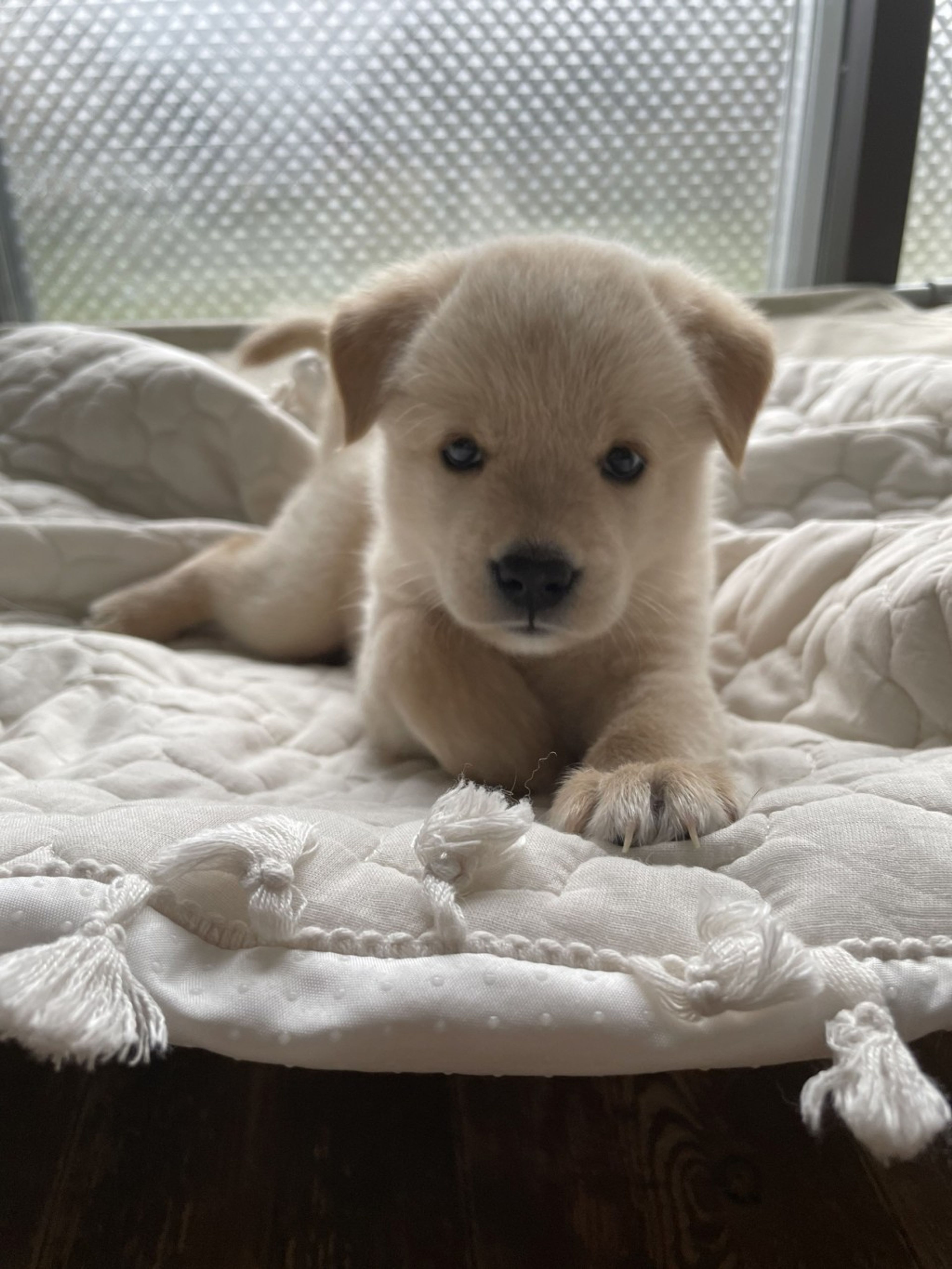 雑種（ミックス犬）・メスの里親募集の写真