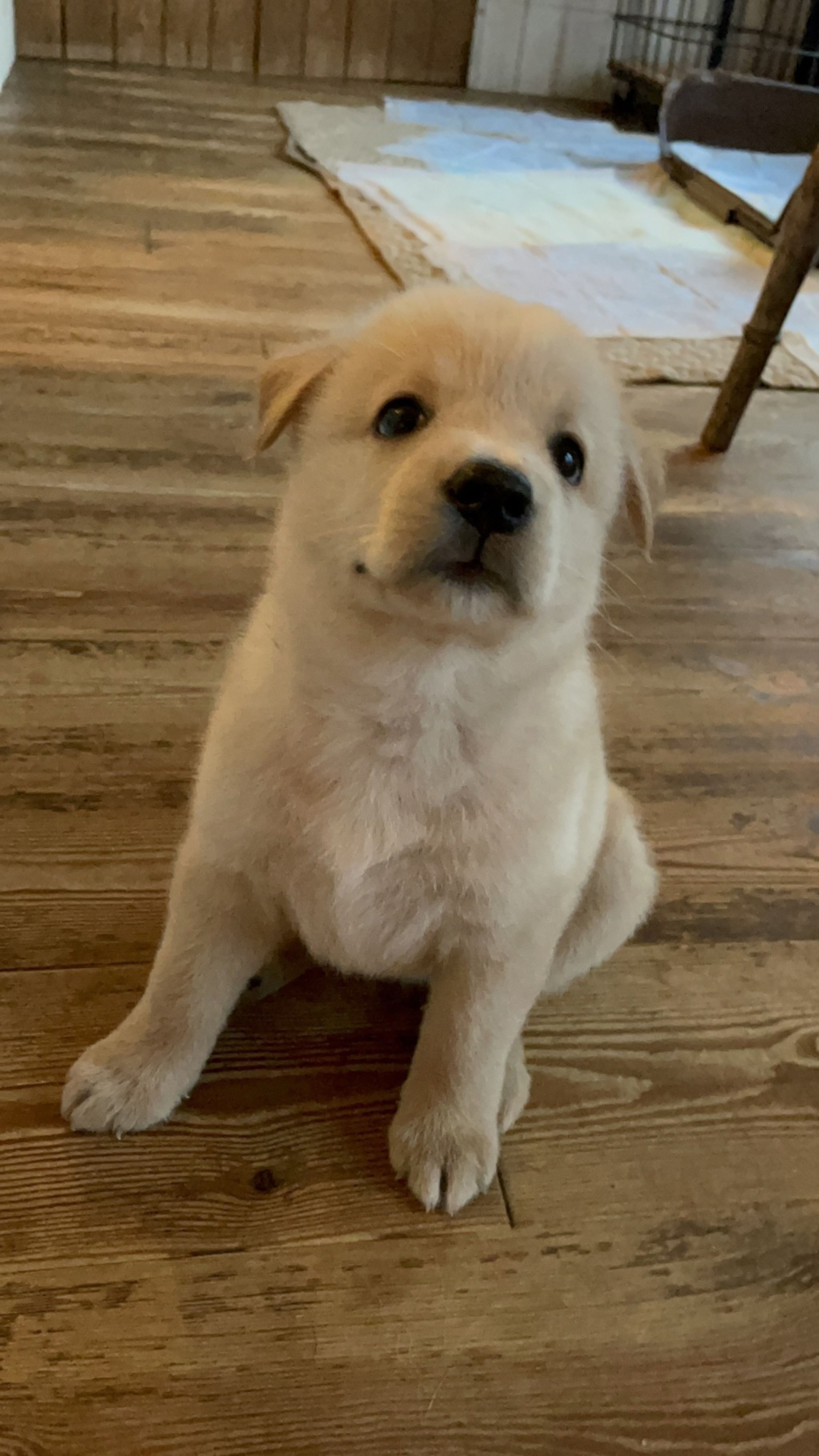 pet-image-4