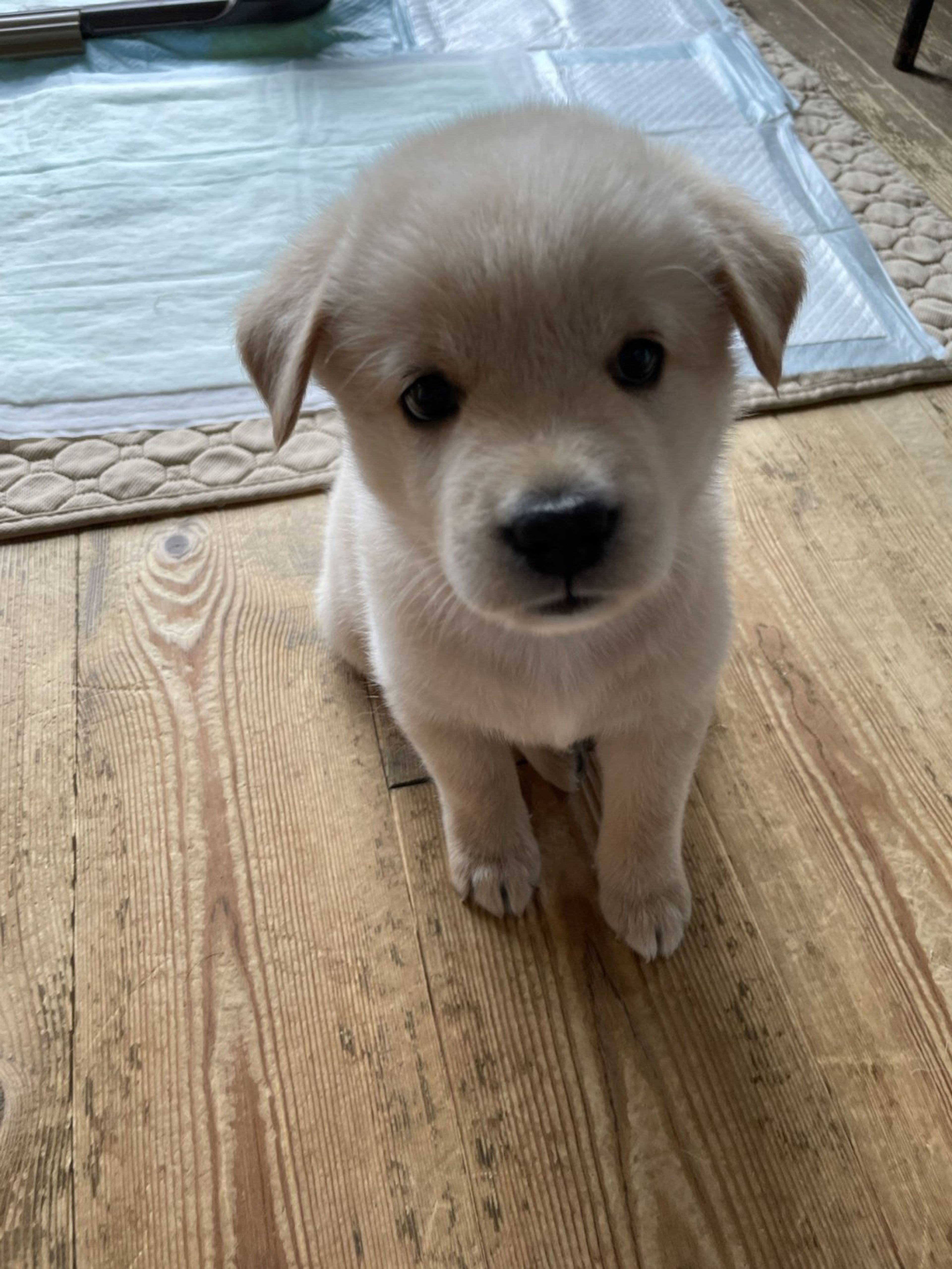 pet-image-6