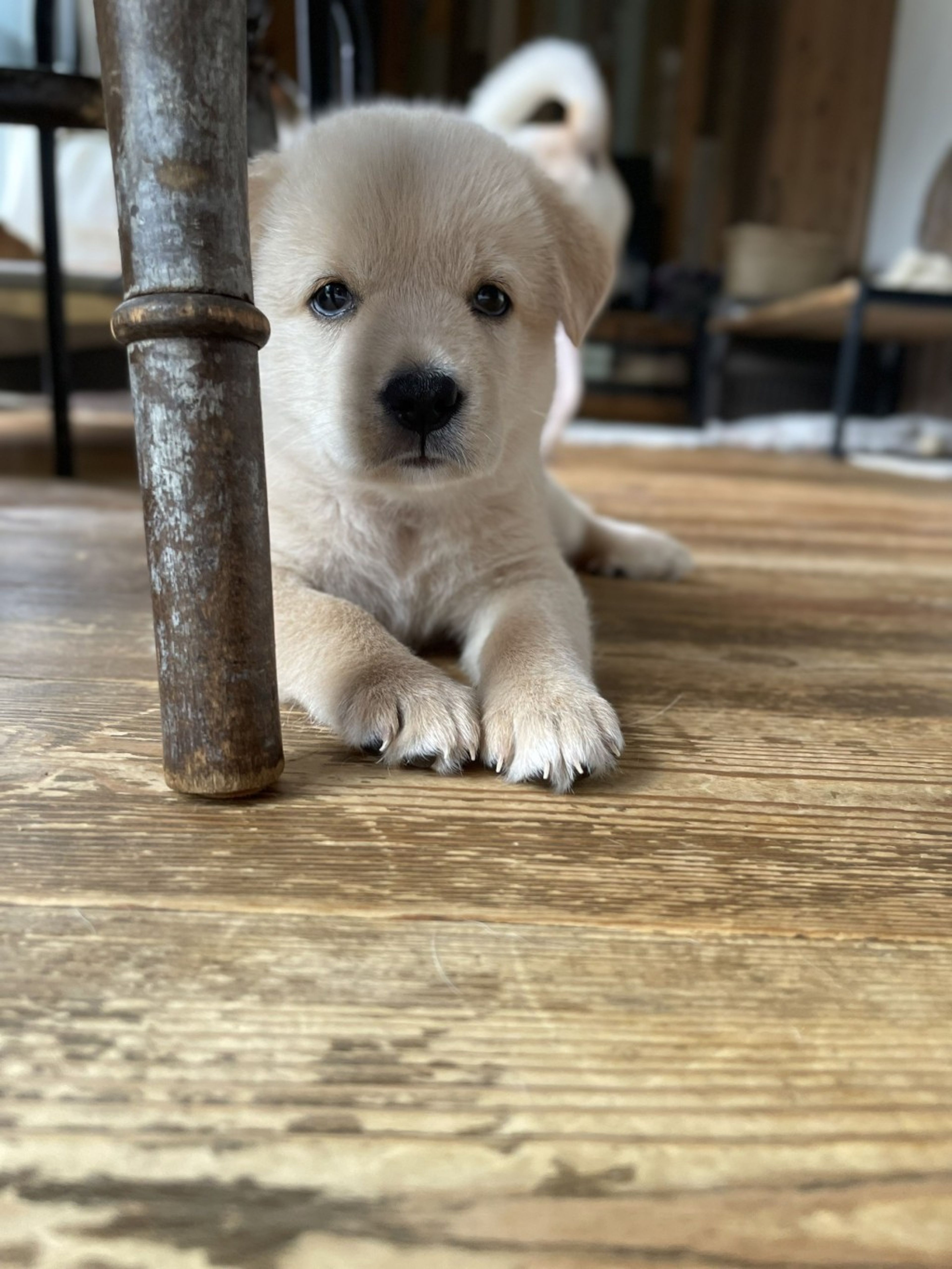 pet-image-5