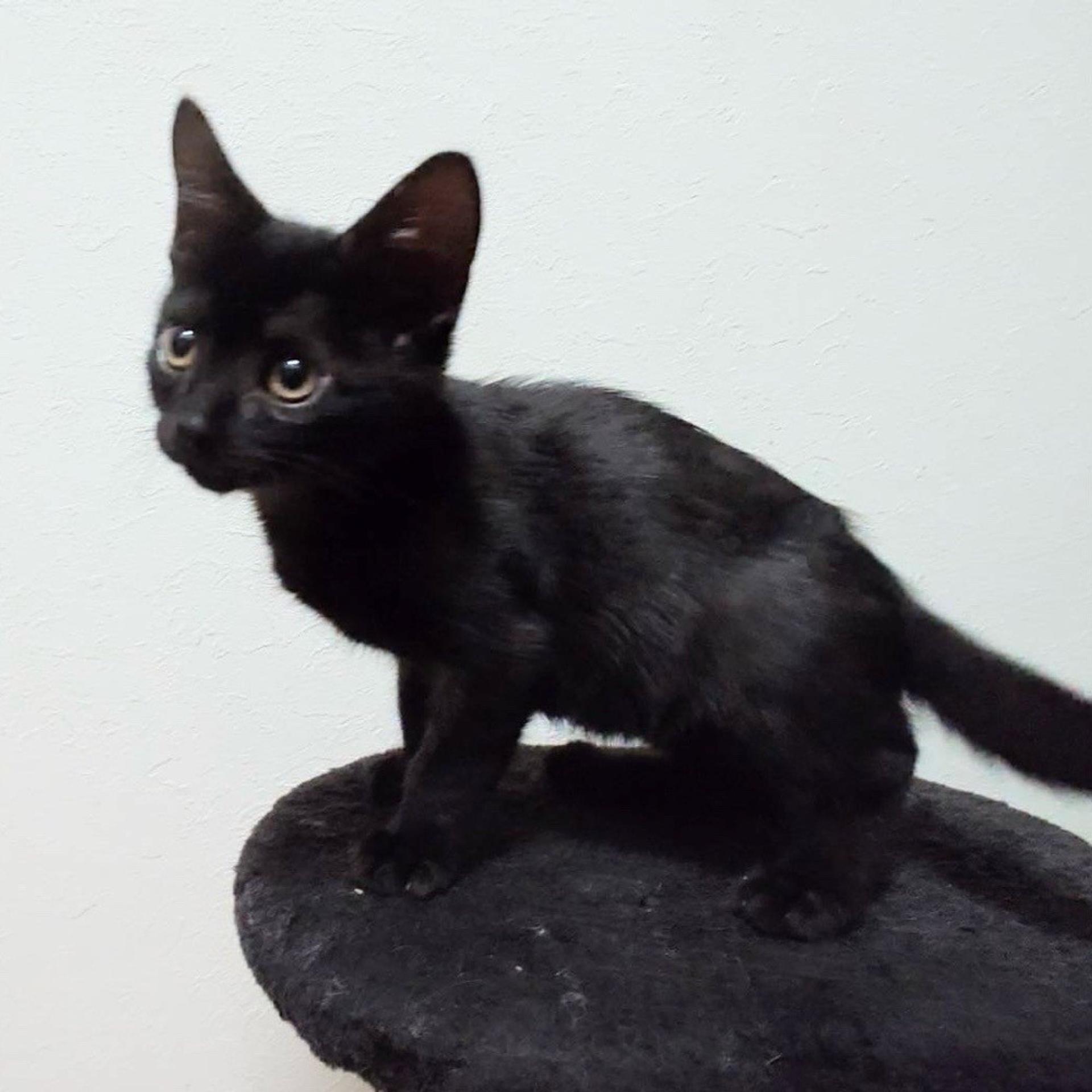 pet-image-3