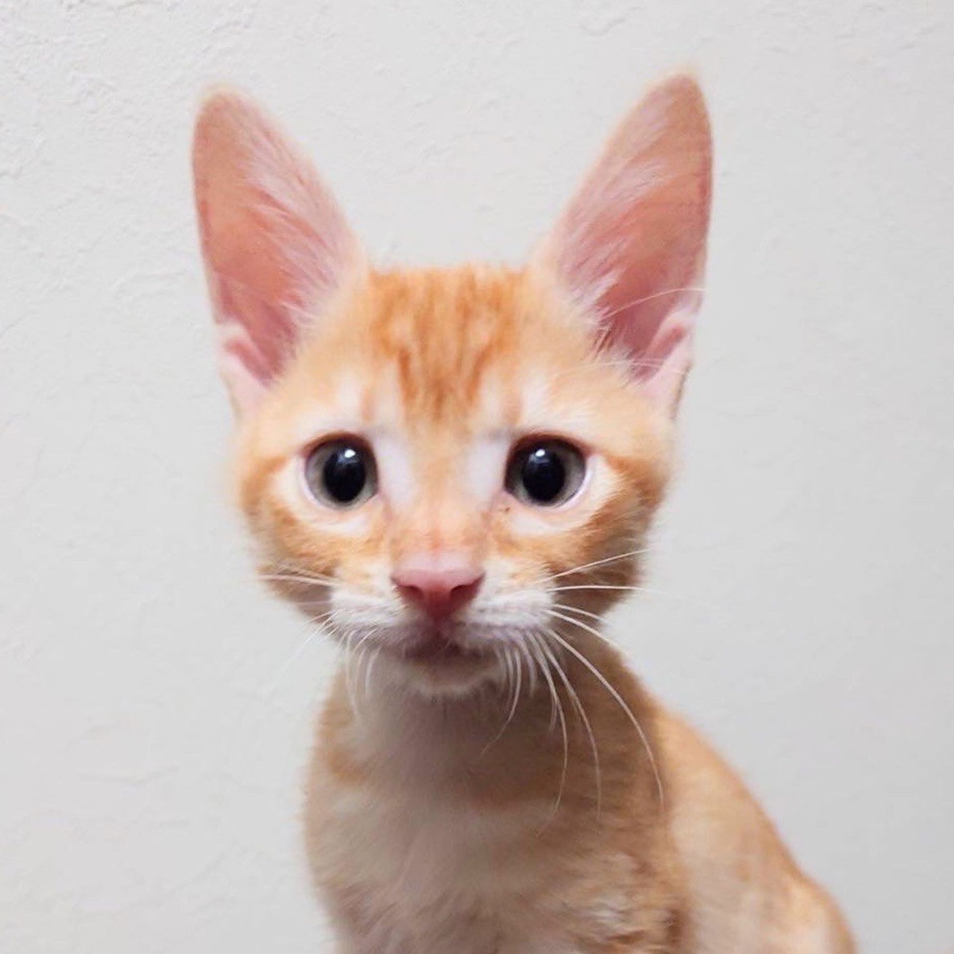 雑種（ミックス猫）・オスの里親募集の写真