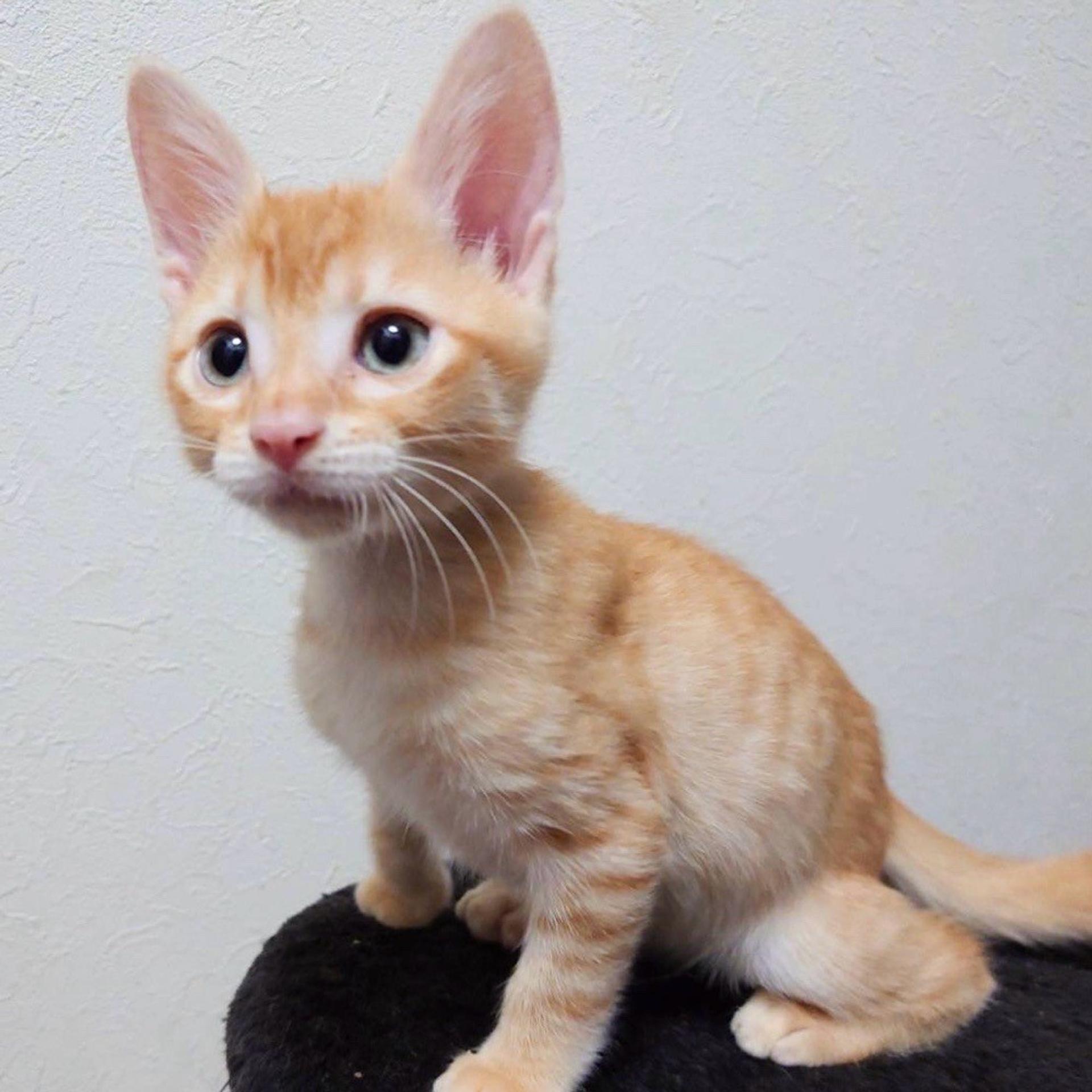 pet-image-2