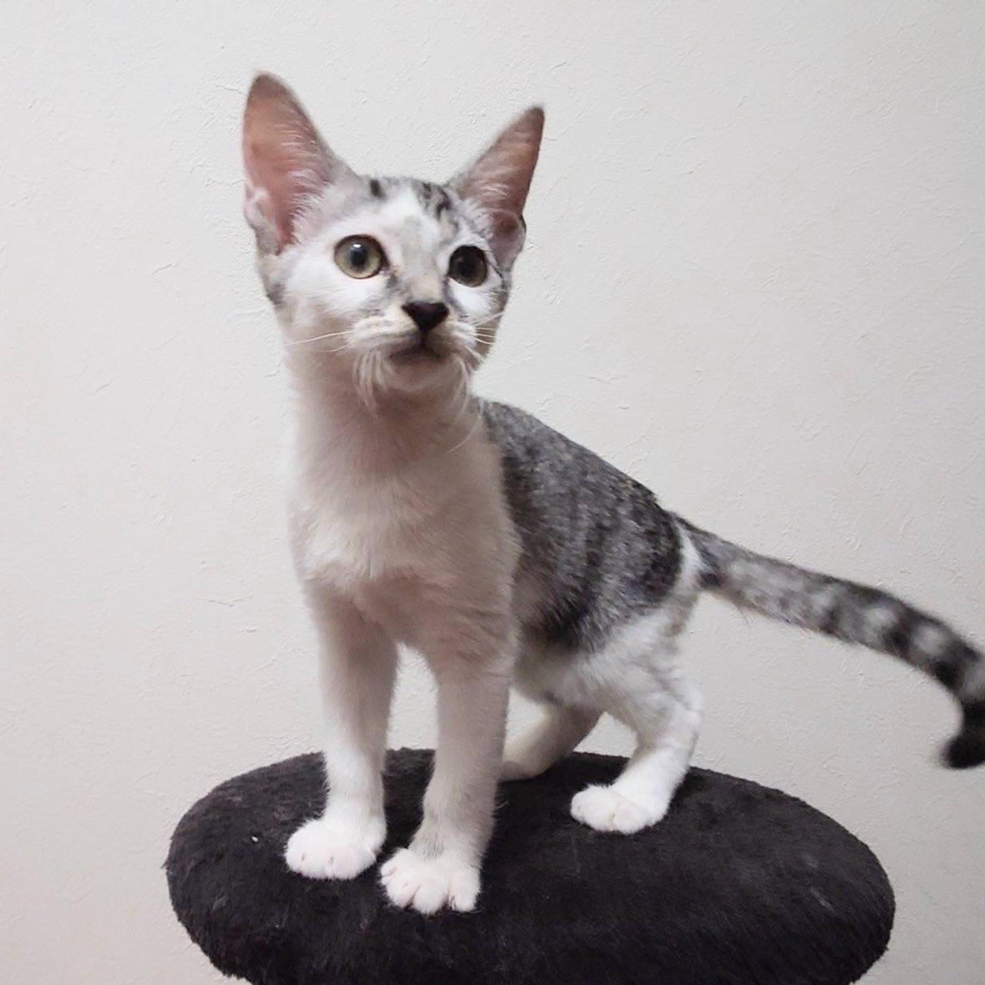 pet-image-5