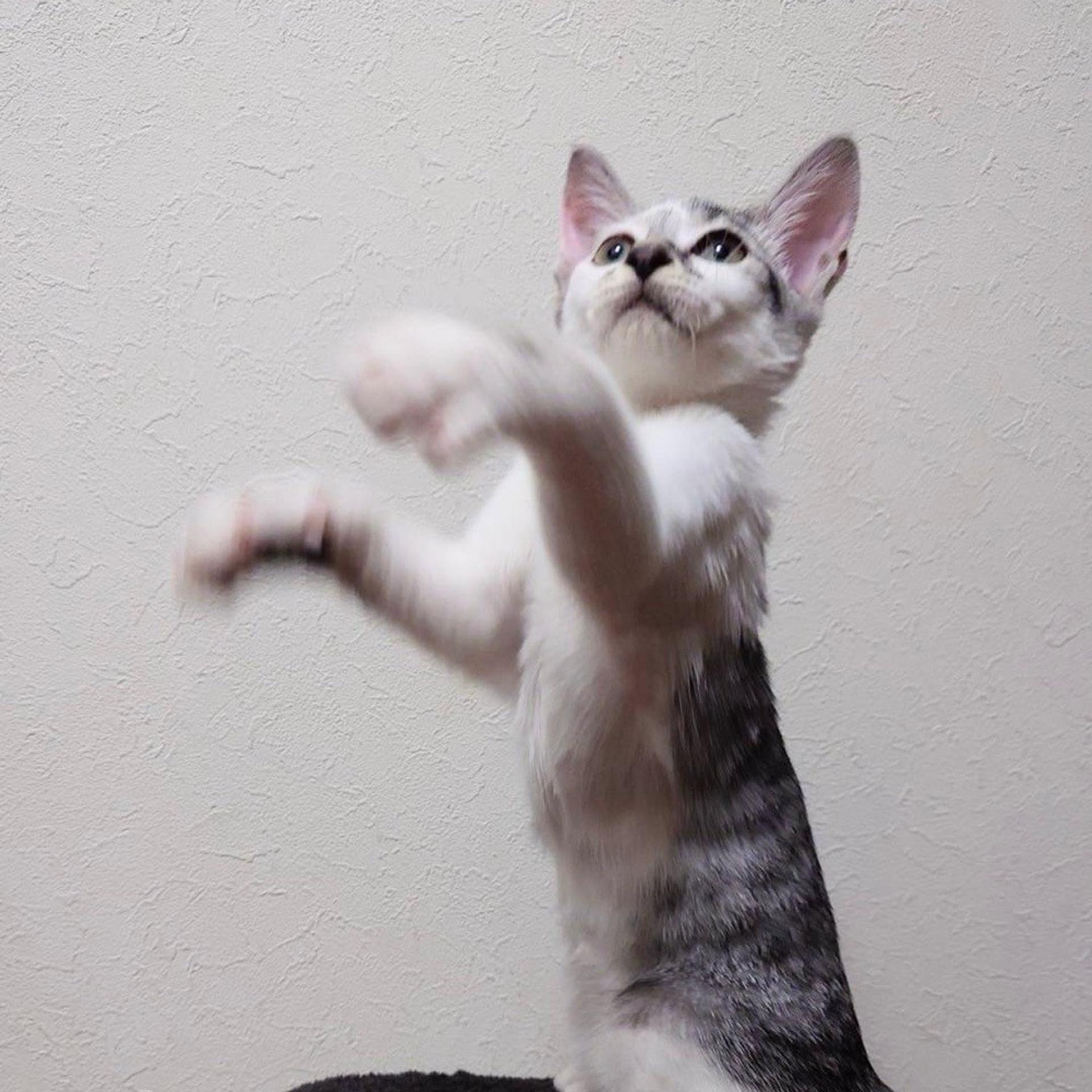 pet-image-6