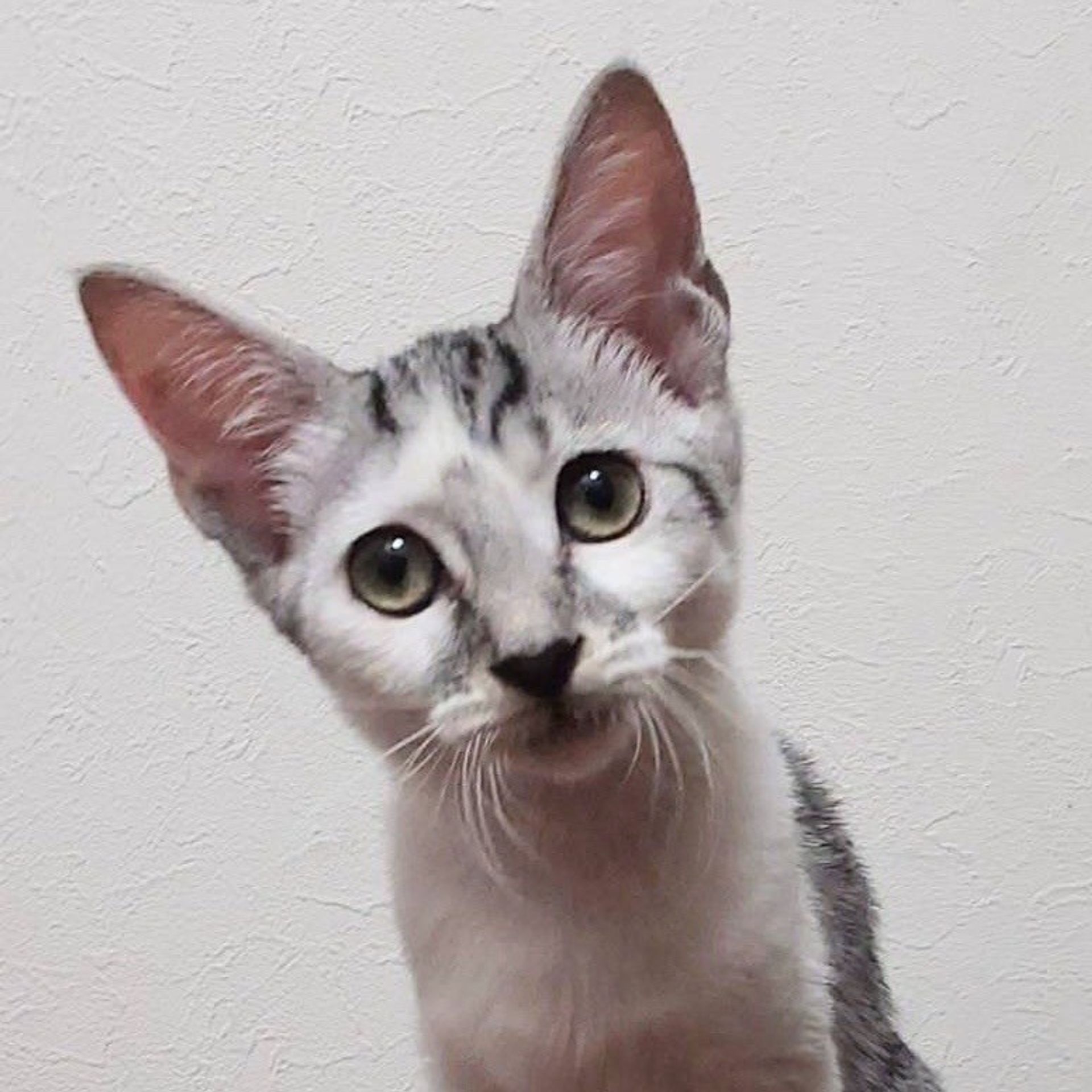雑種（ミックス猫）・メスの里親募集の写真