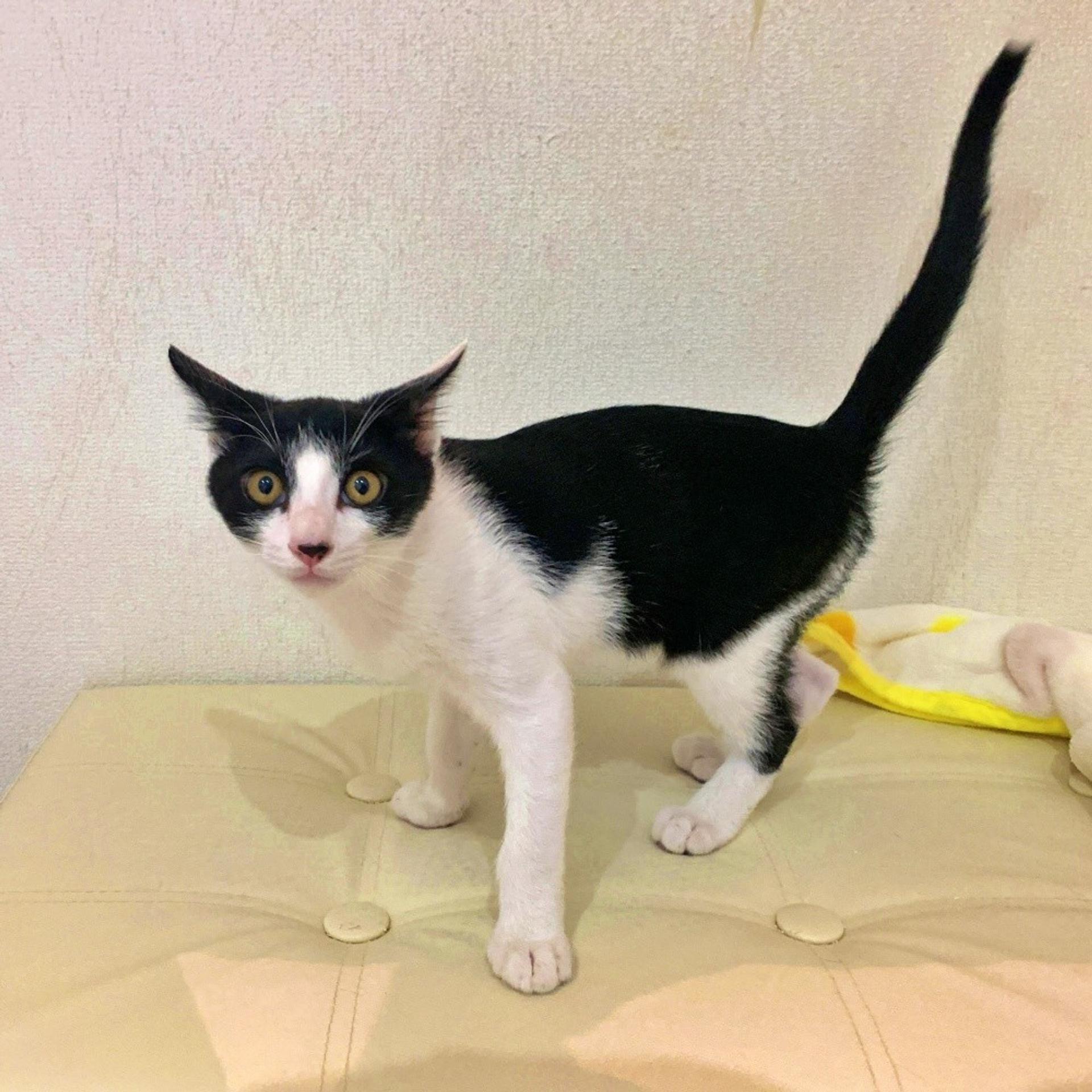 pet-image-4