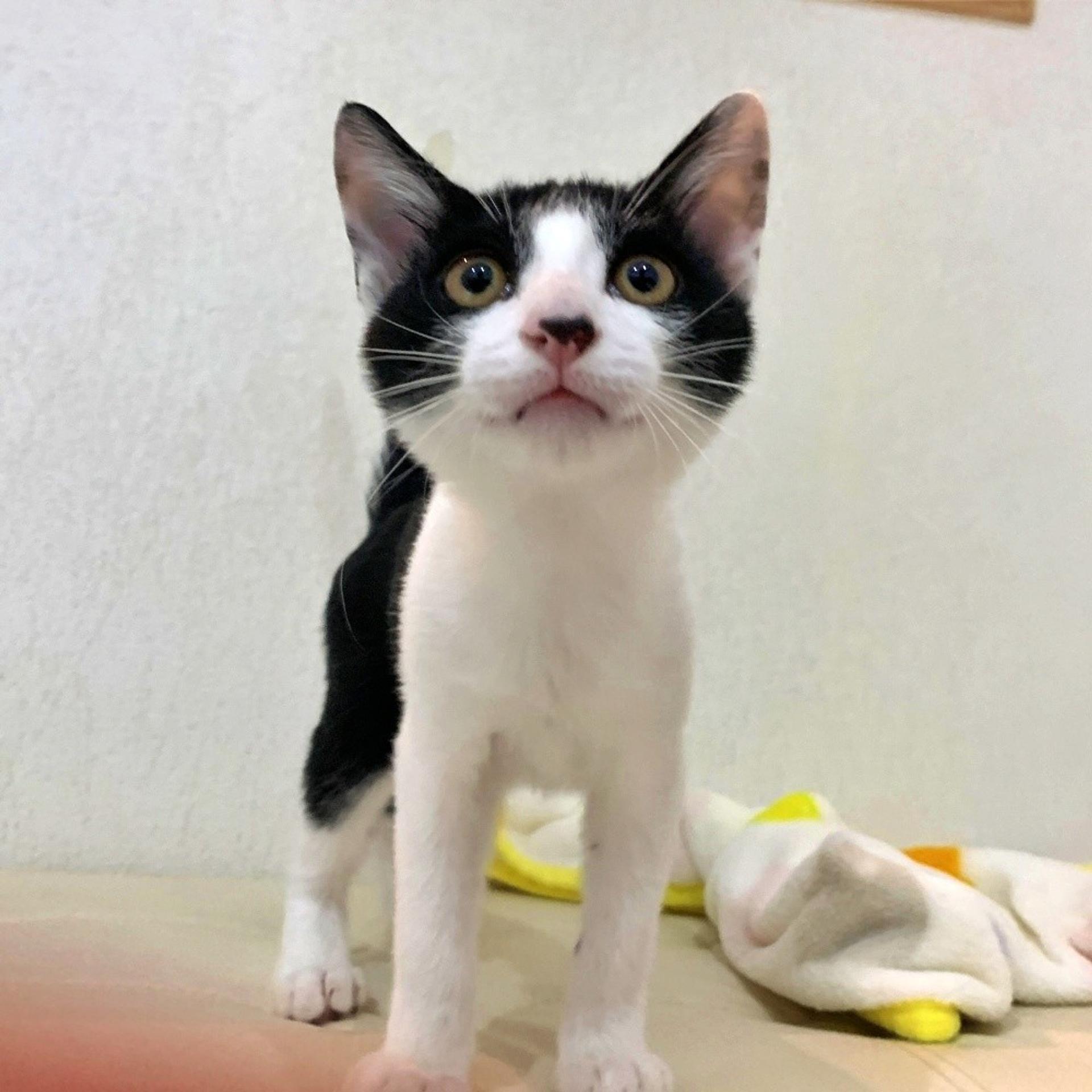pet-image-5