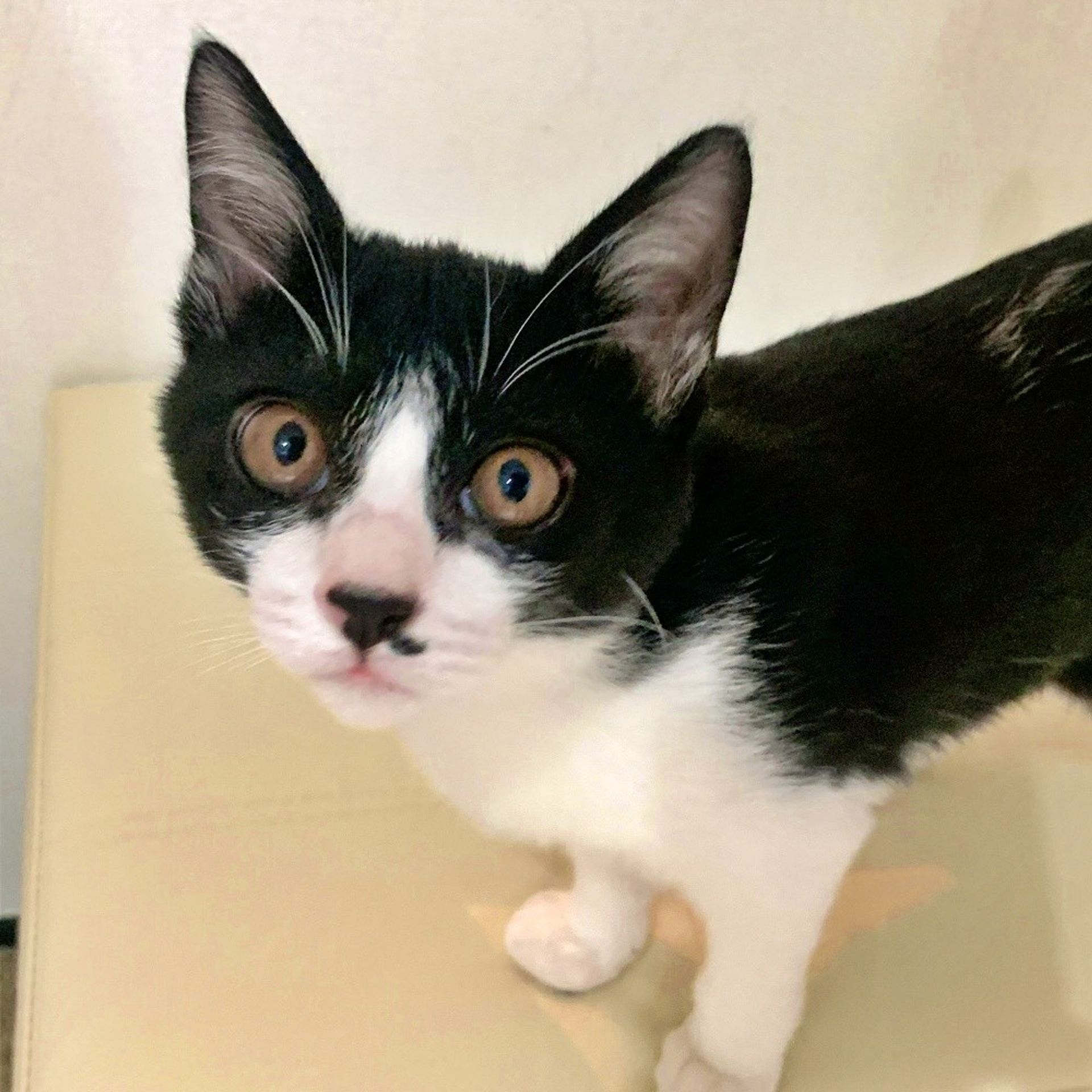 雑種（ミックス猫）・メスの里親募集の写真