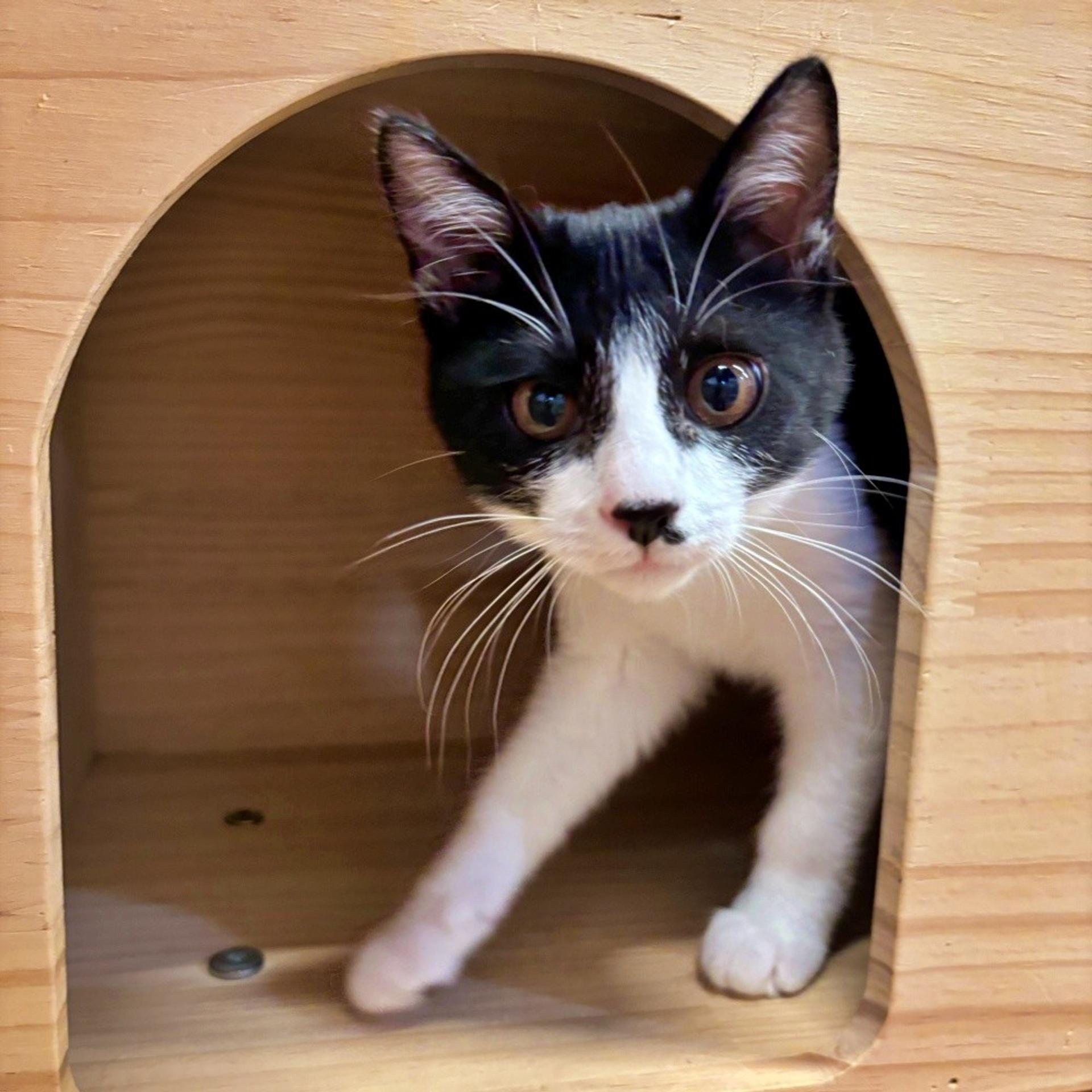 pet-image-2