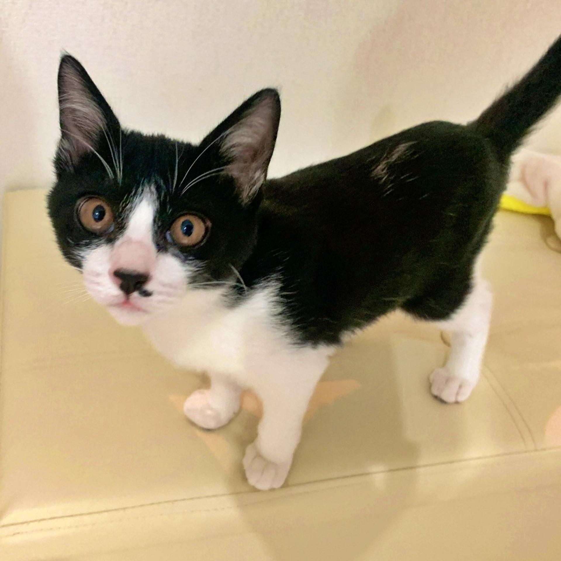 pet-image-5