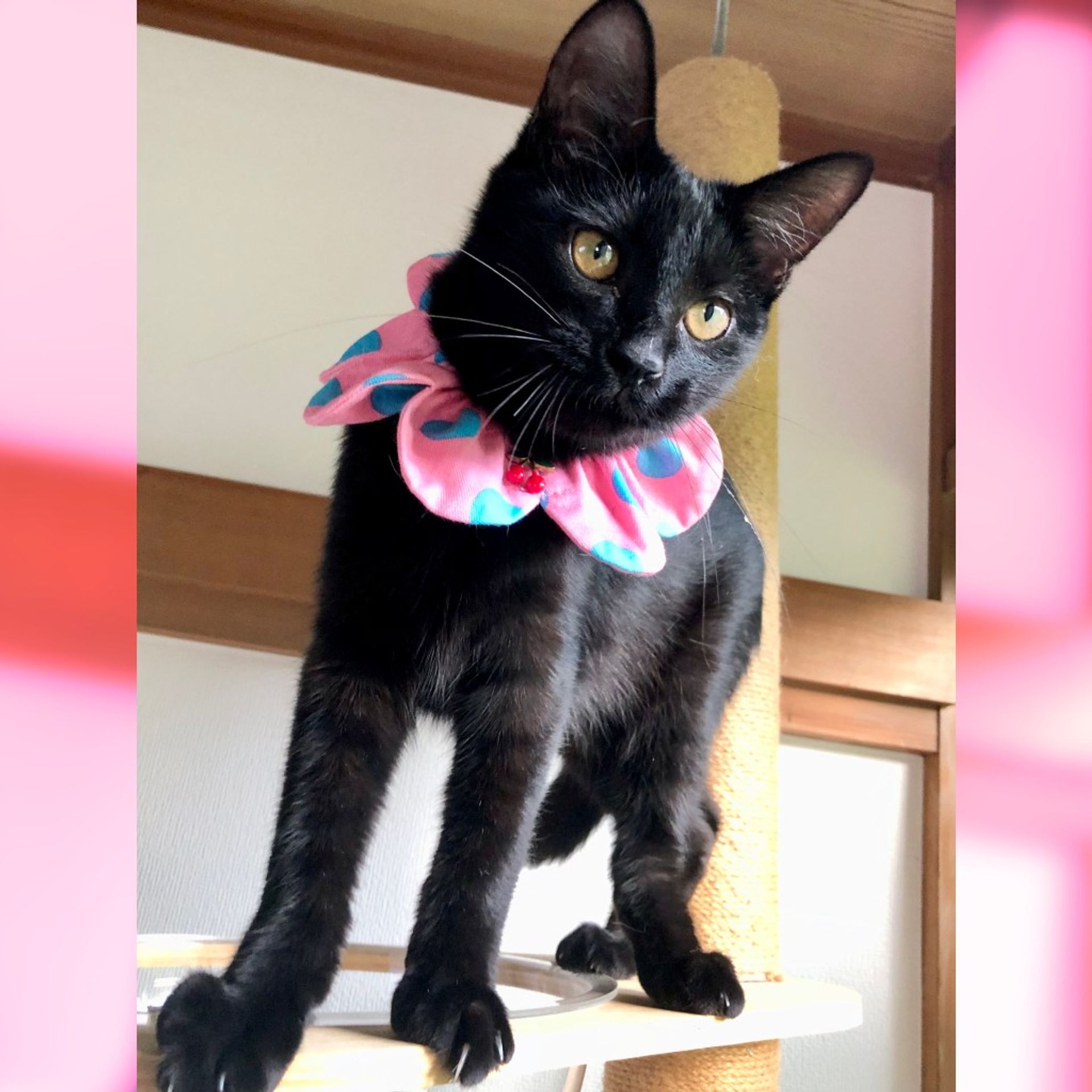 雑種（ミックス猫）・オスの里親募集の写真