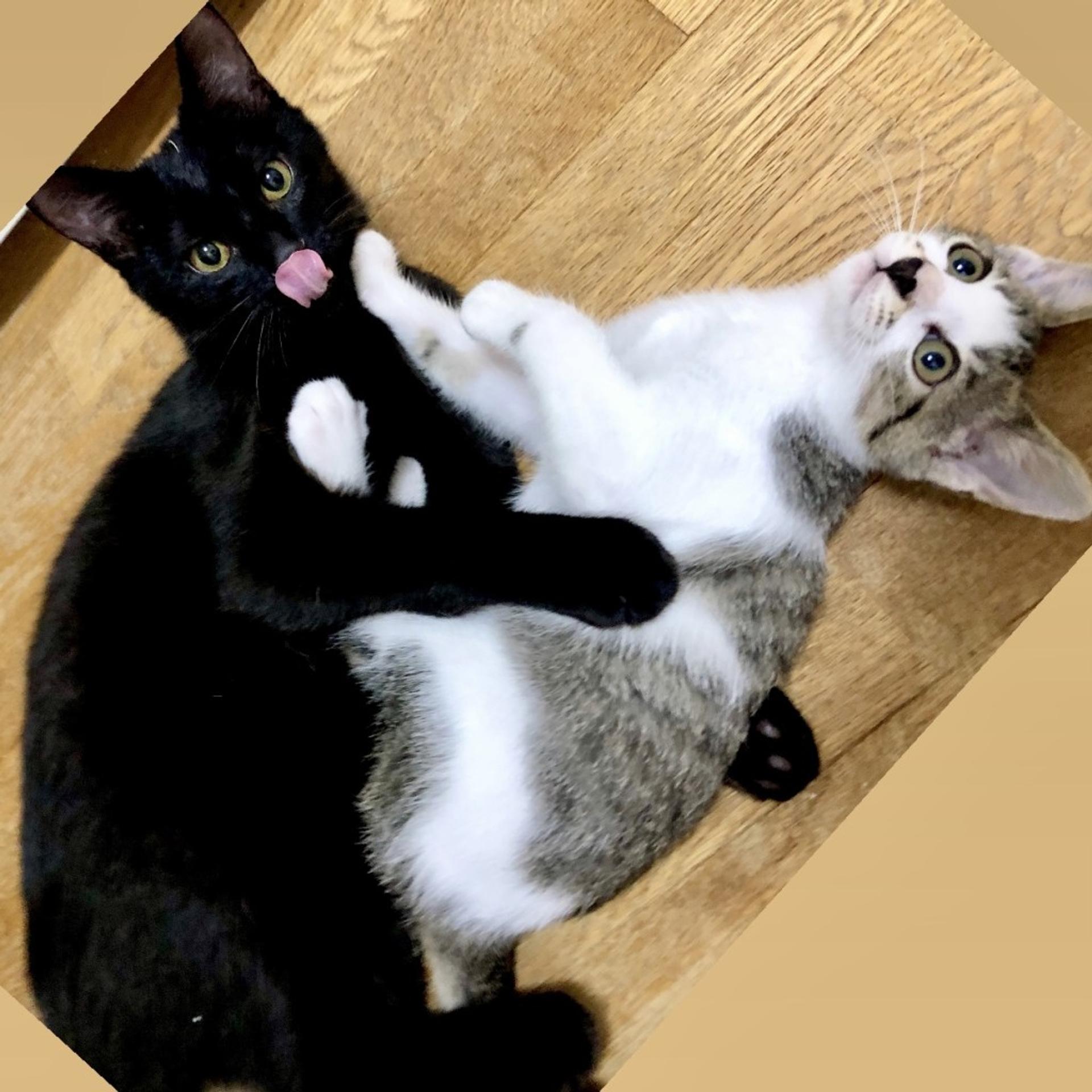 pet-image-9