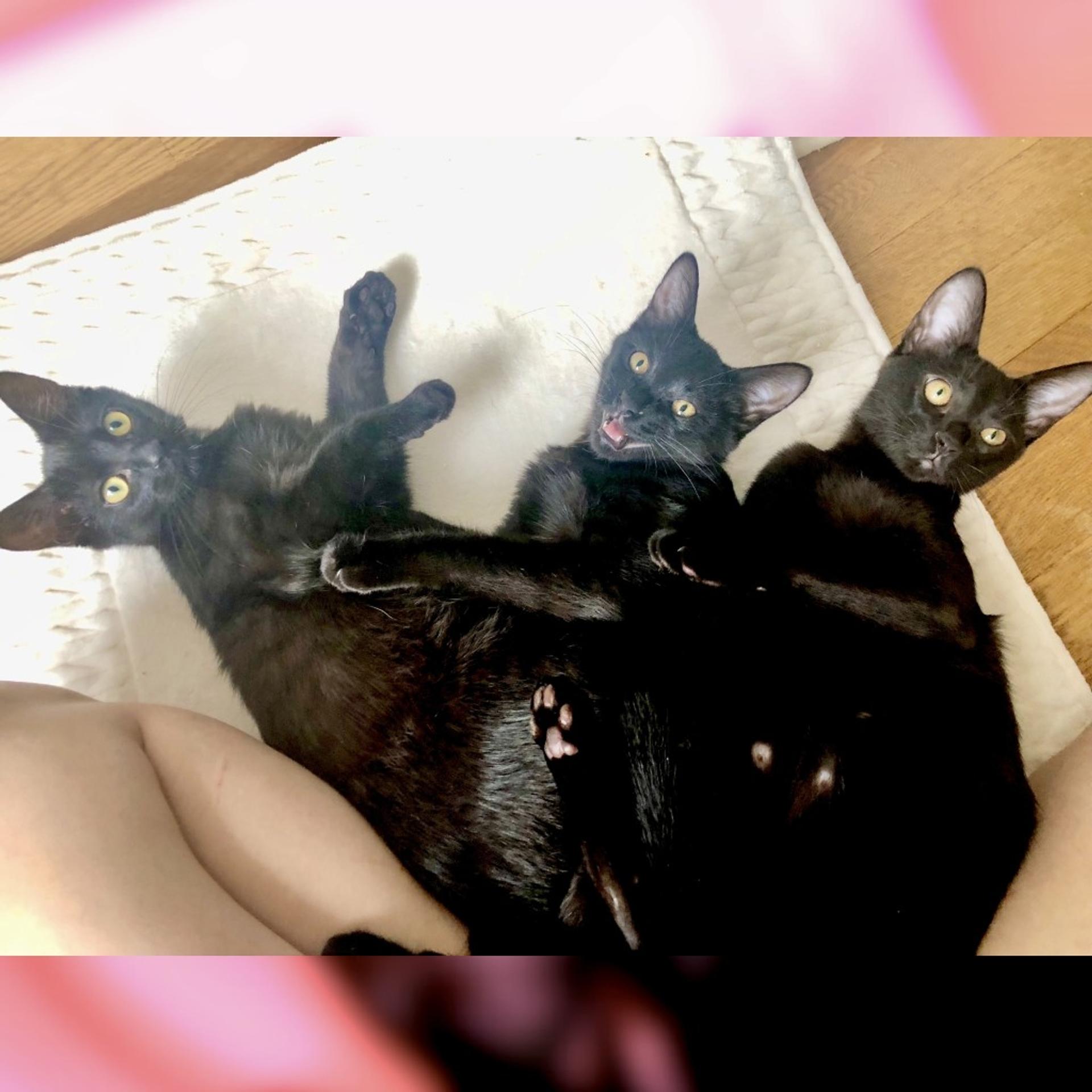 pet-image-4