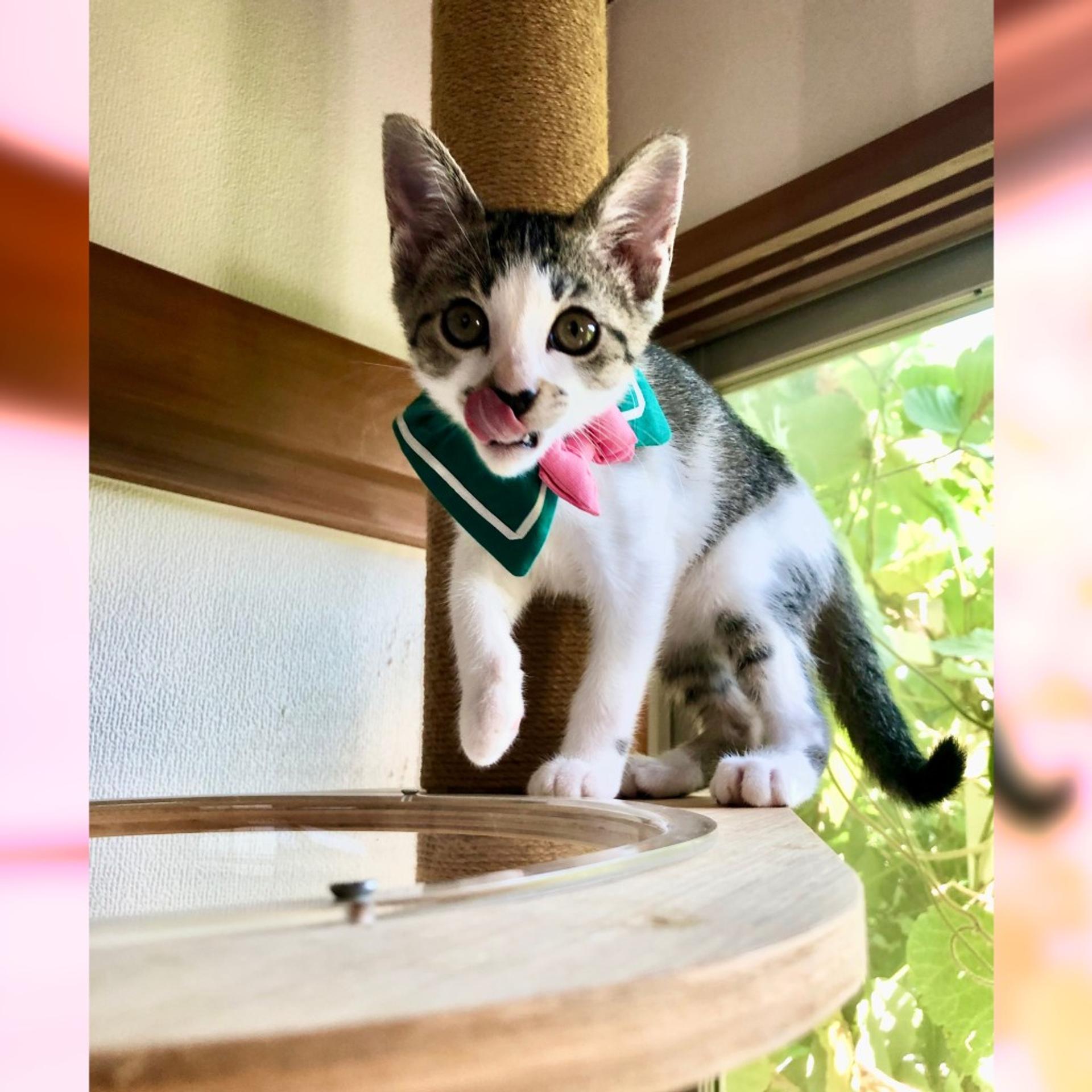 pet-image-8