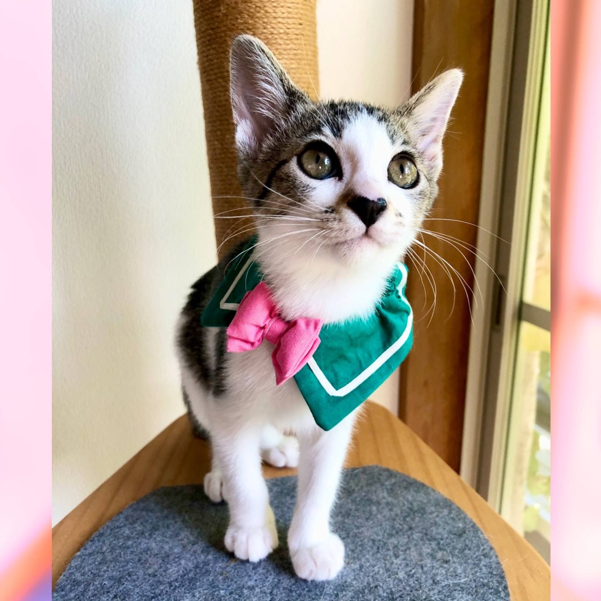 雑種（ミックス猫）・メスの里親募集の写真