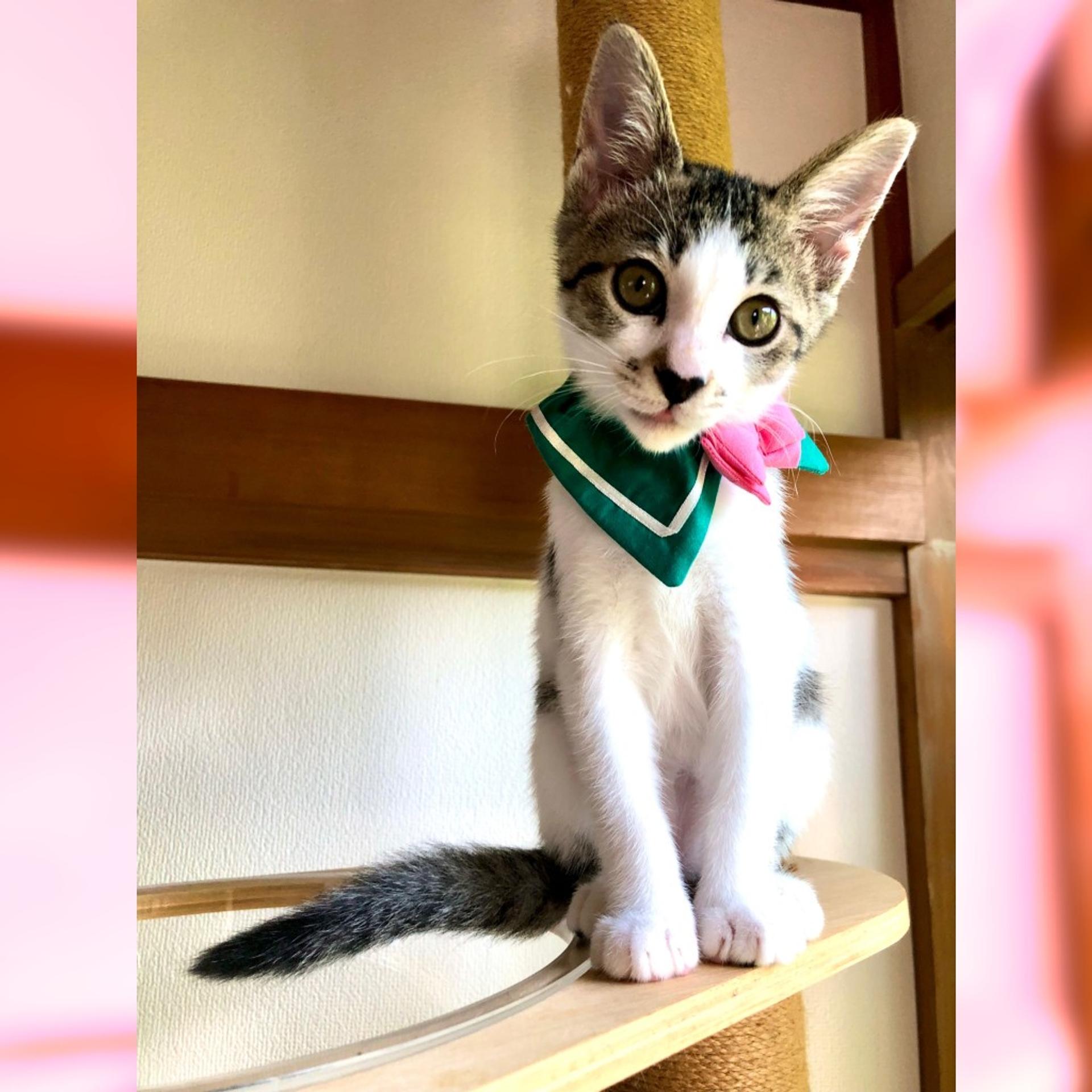 pet-image-3