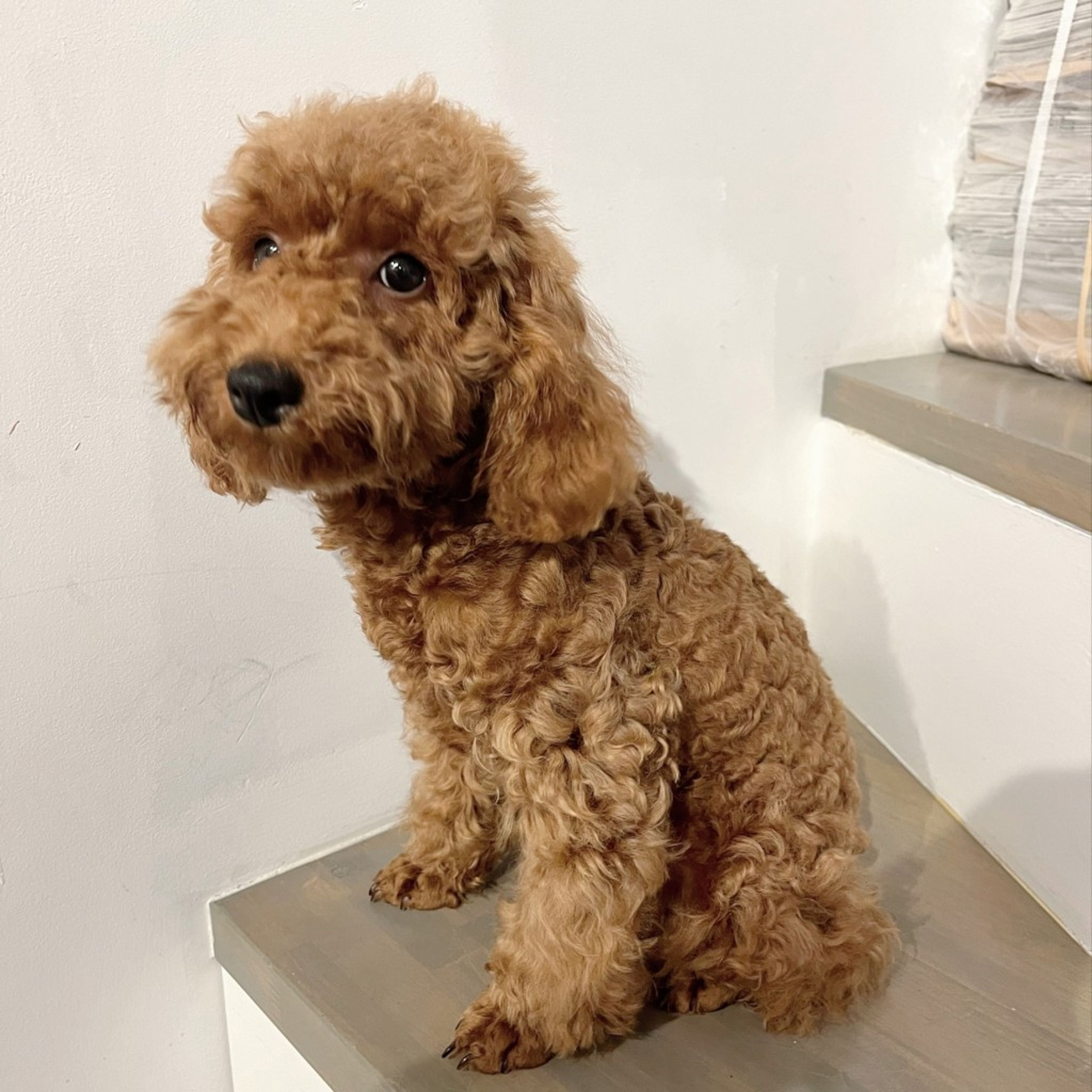 pet-image-3