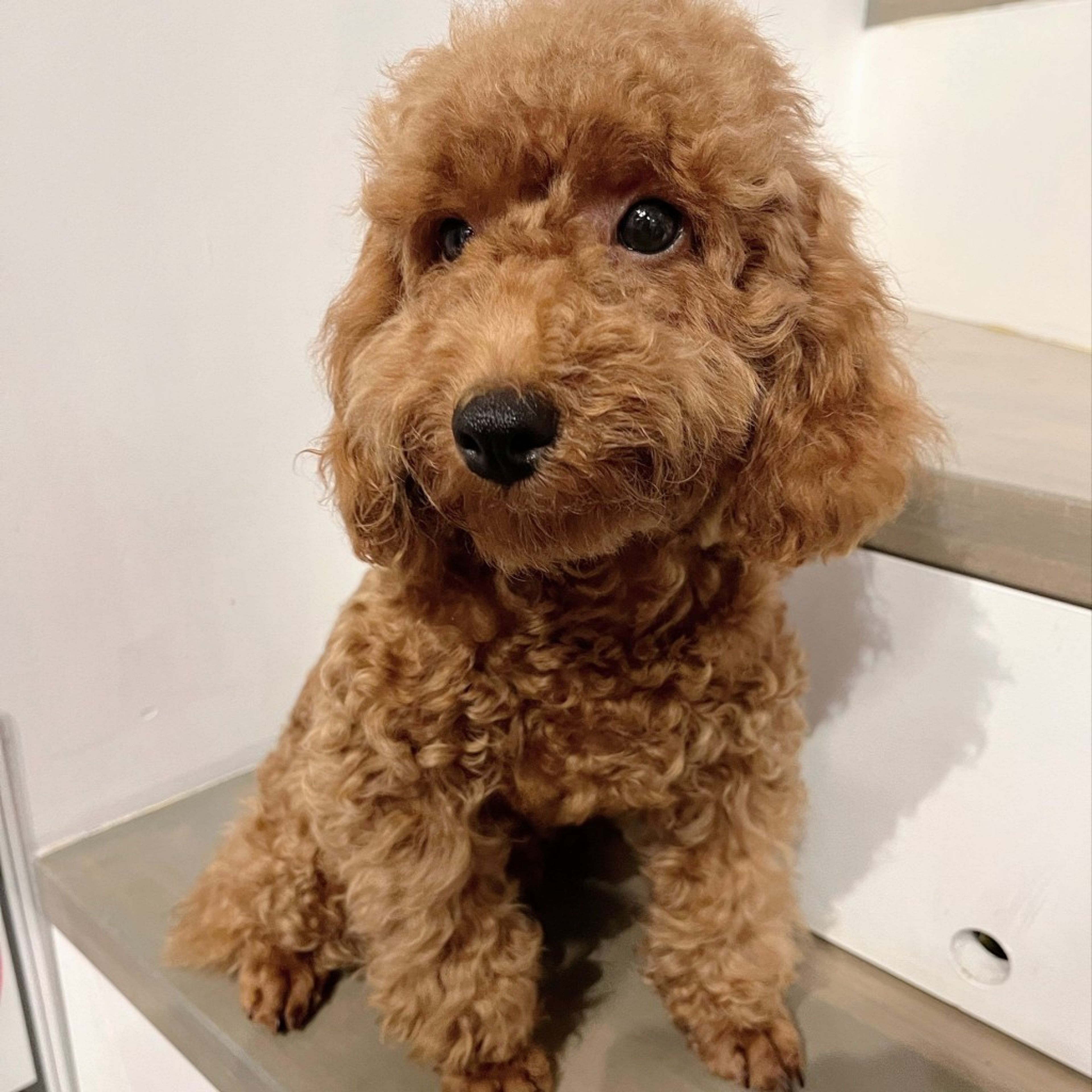 pet-image-7