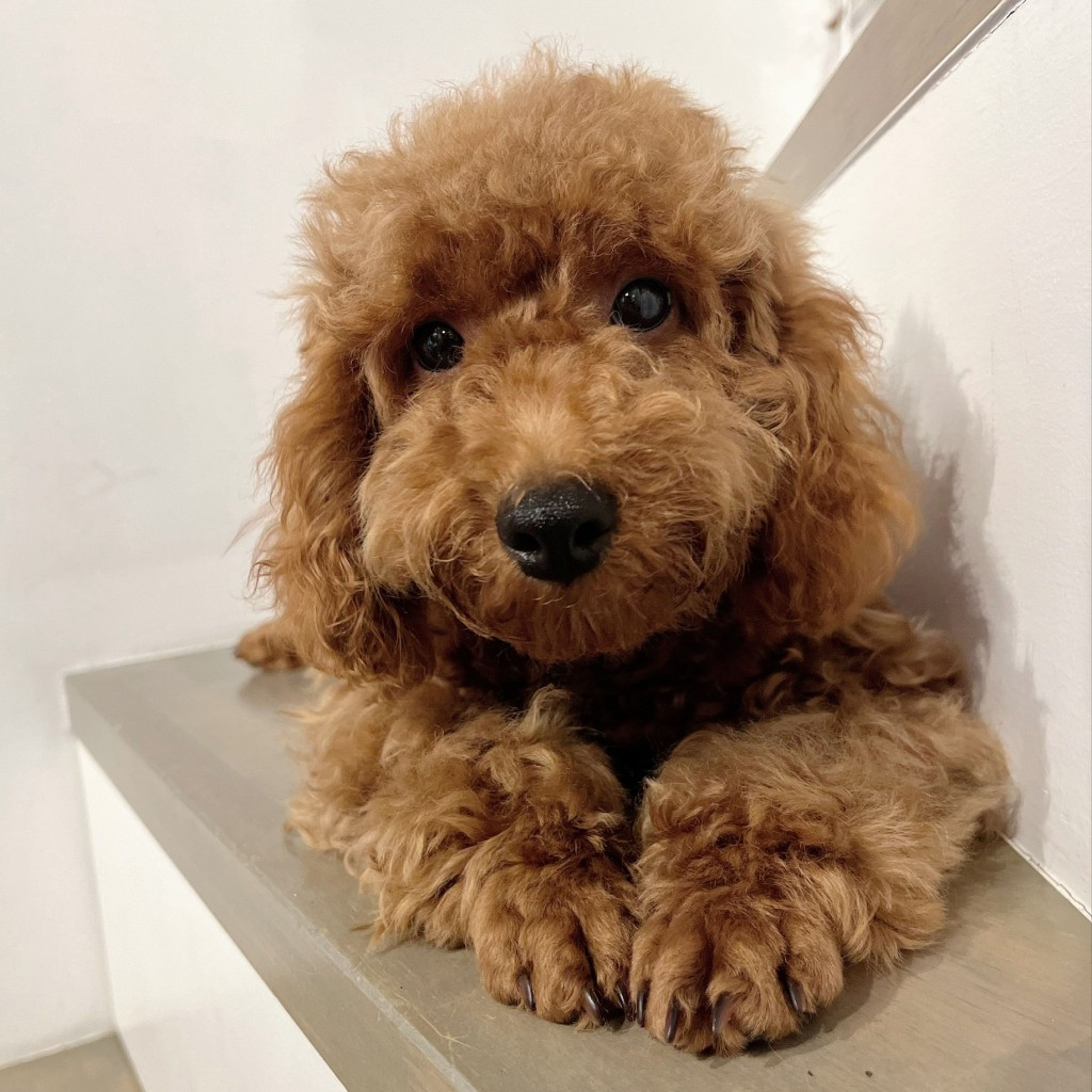 pet-image-5
