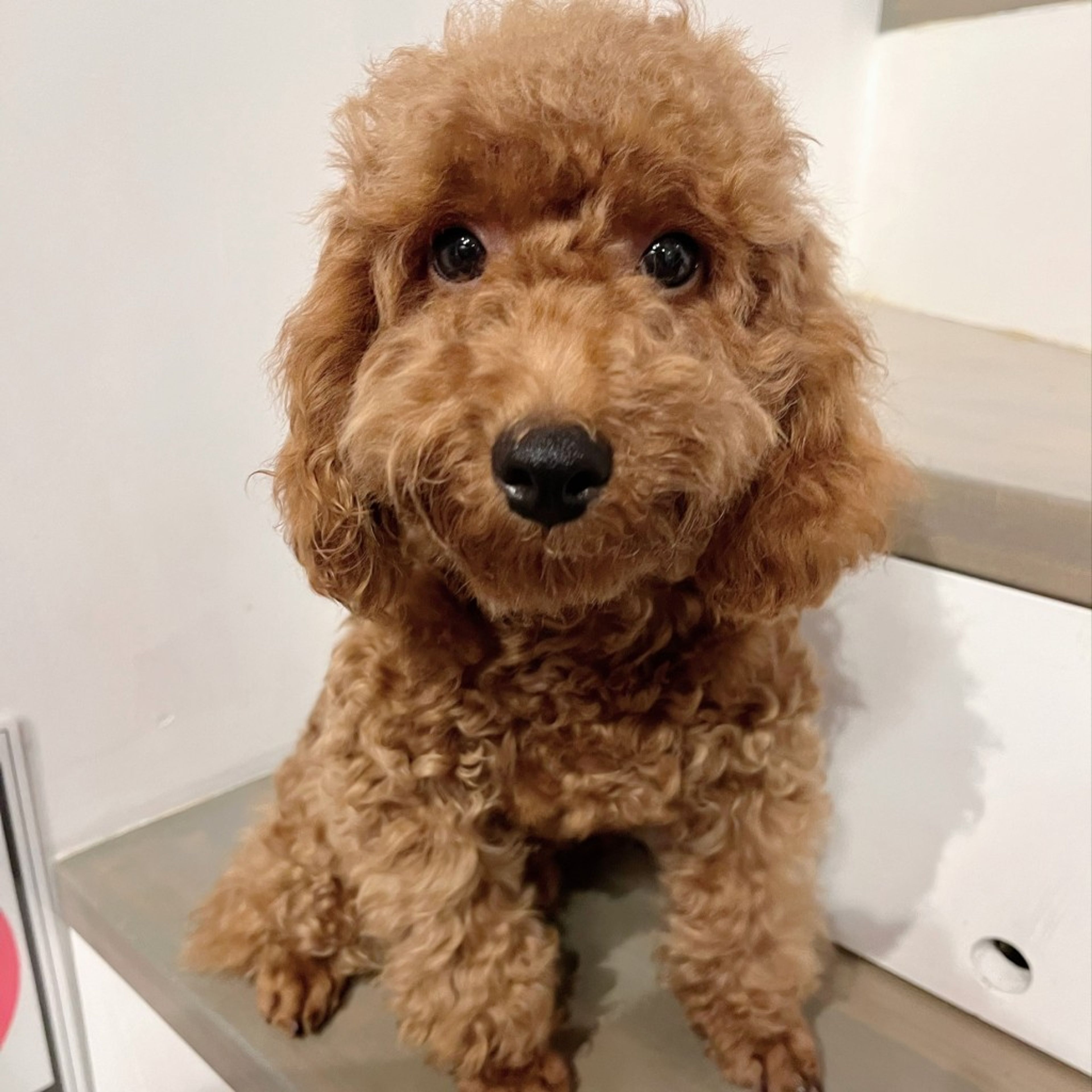 pet-image-6