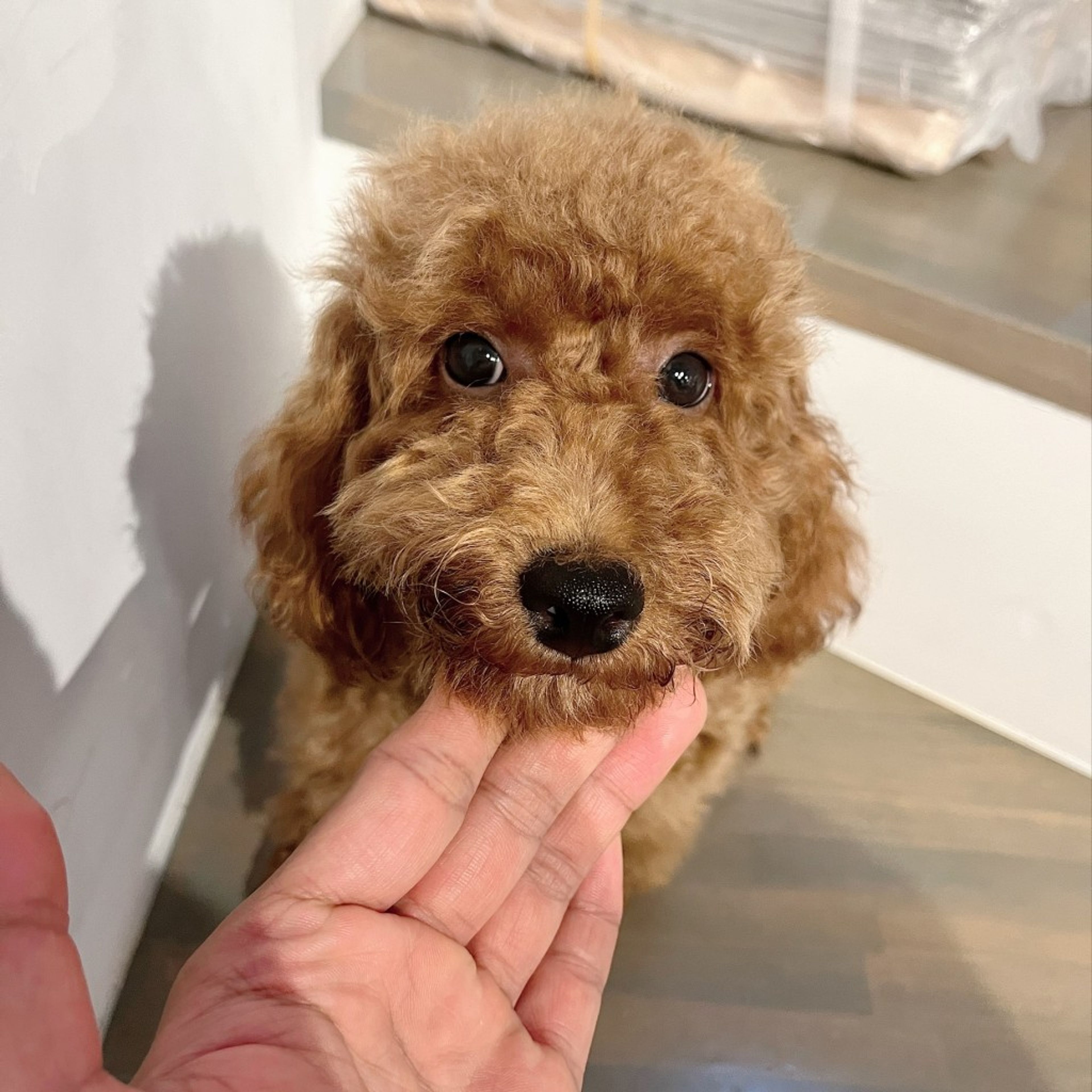 pet-image-2