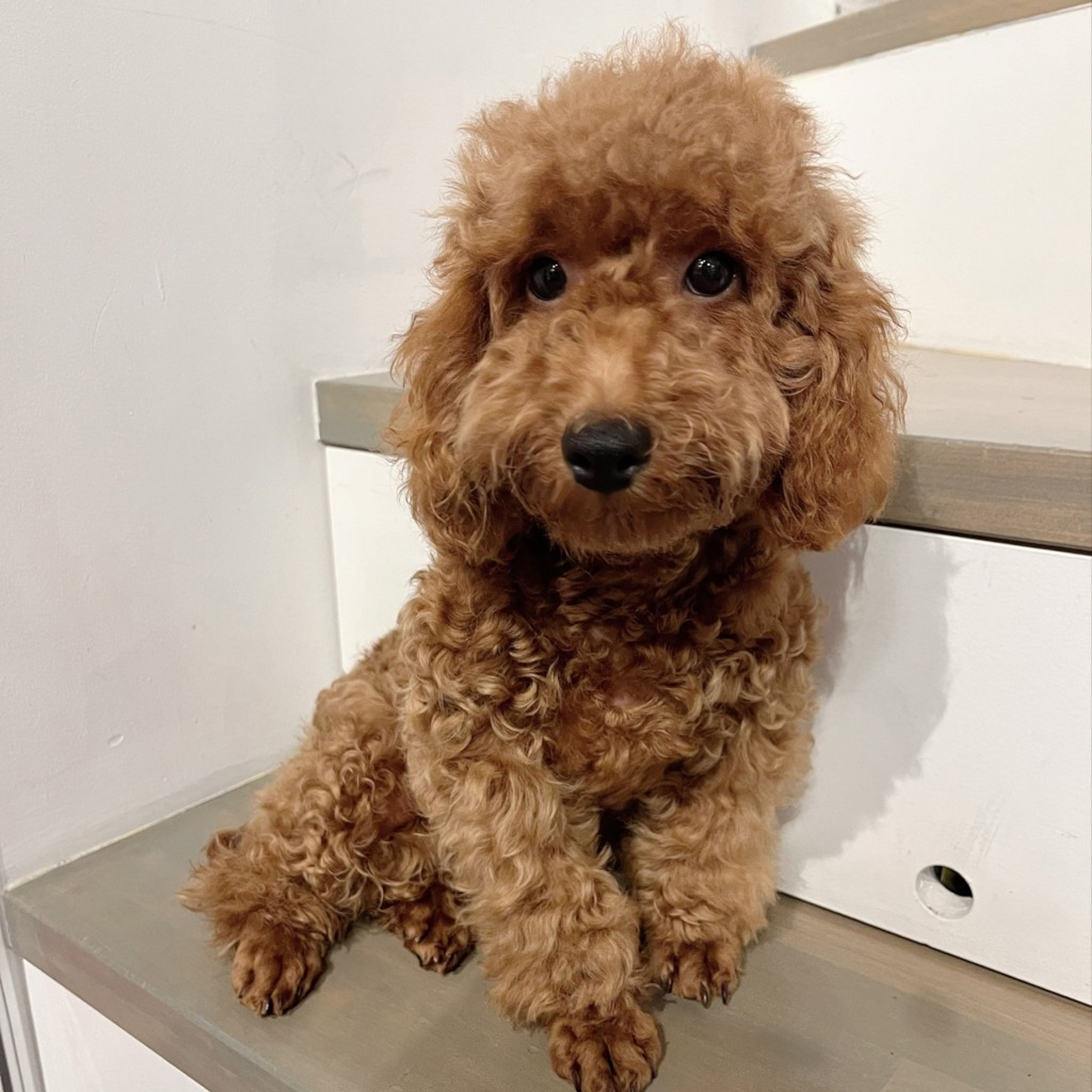 pet-image-4